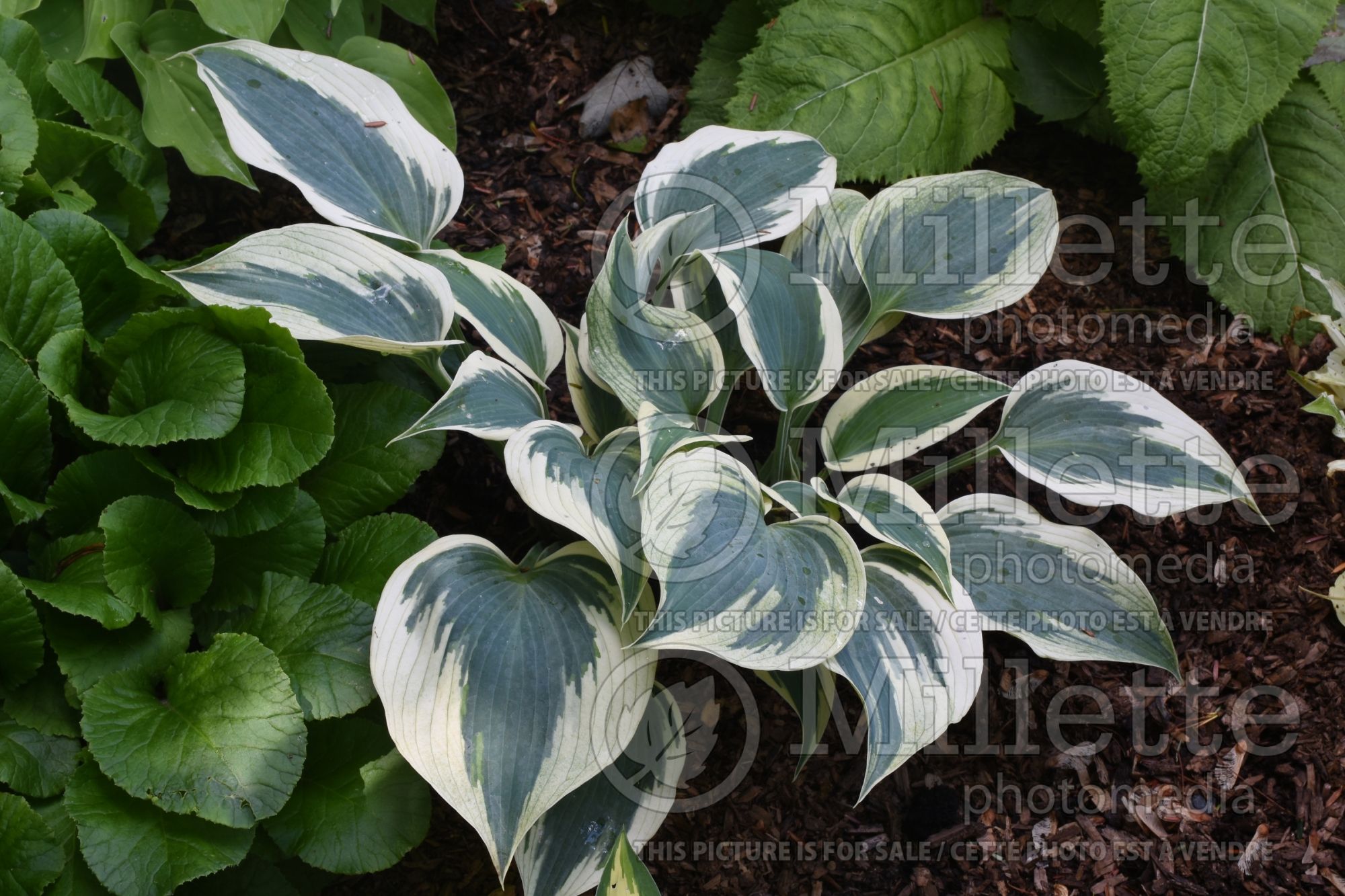 Hosta Firn Line (Hosta funkia august lily) 3