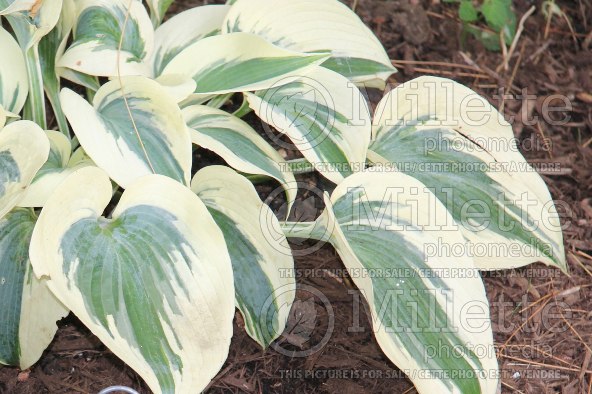 Hosta Firn Line (Hosta funkia august lily) 1