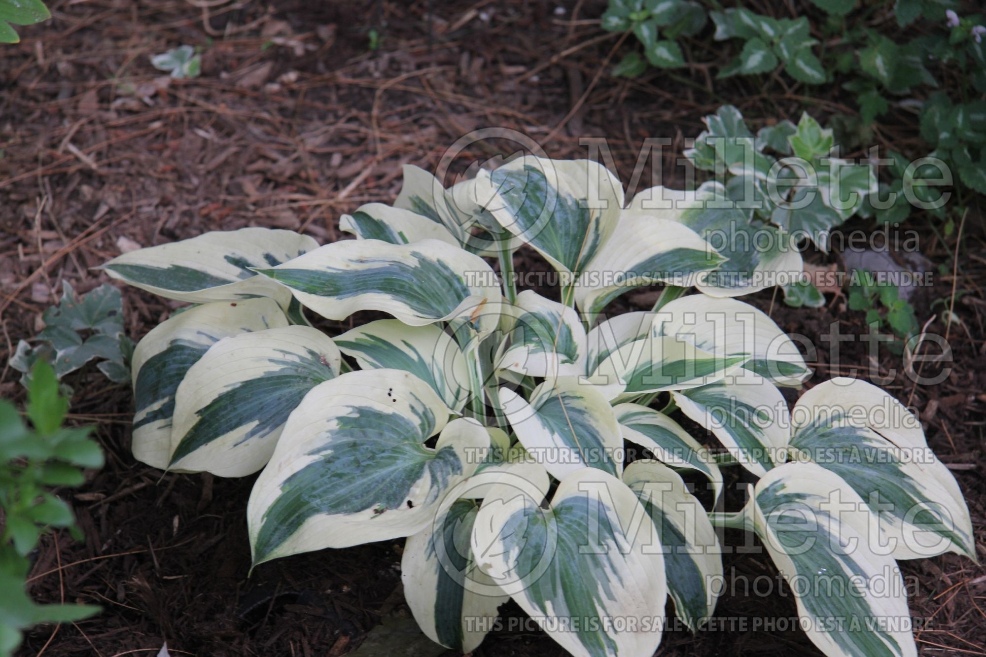 Hosta Firn Line (Hosta funkia august lily) 2