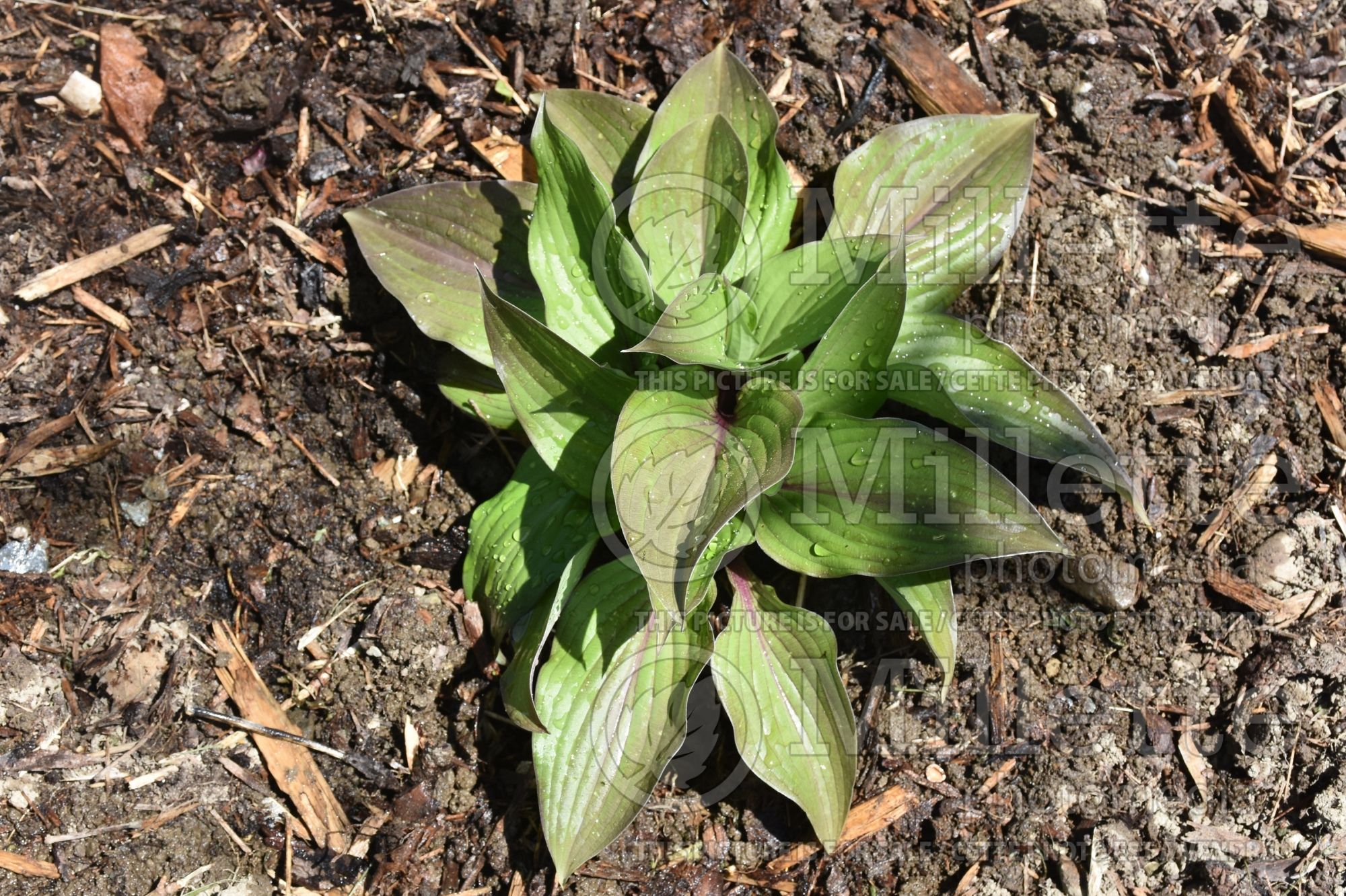 Hosta First Blush (Hosta funkia august lily) 3