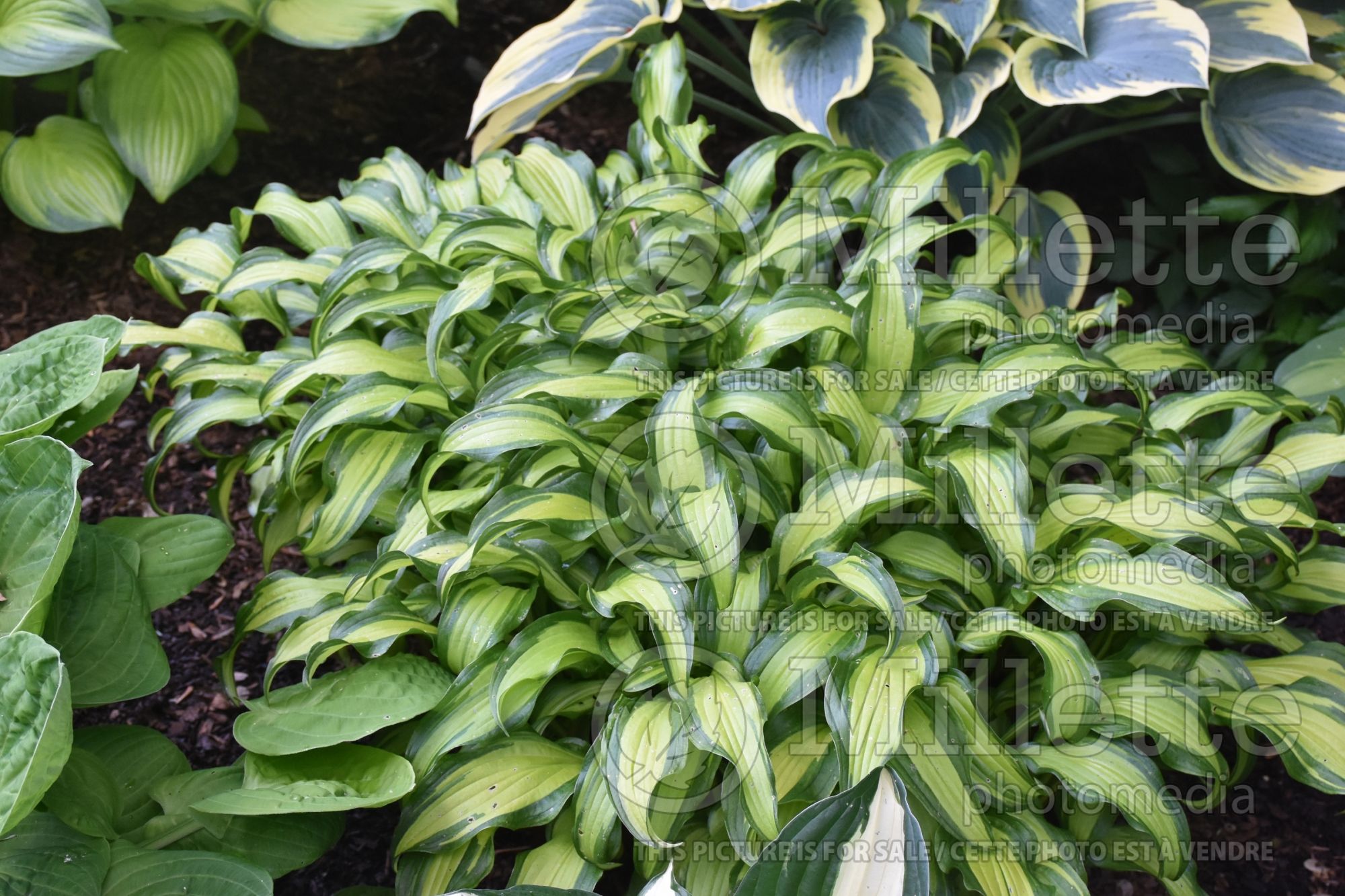 Hosta First Mate (Hosta funkia august lily) 6