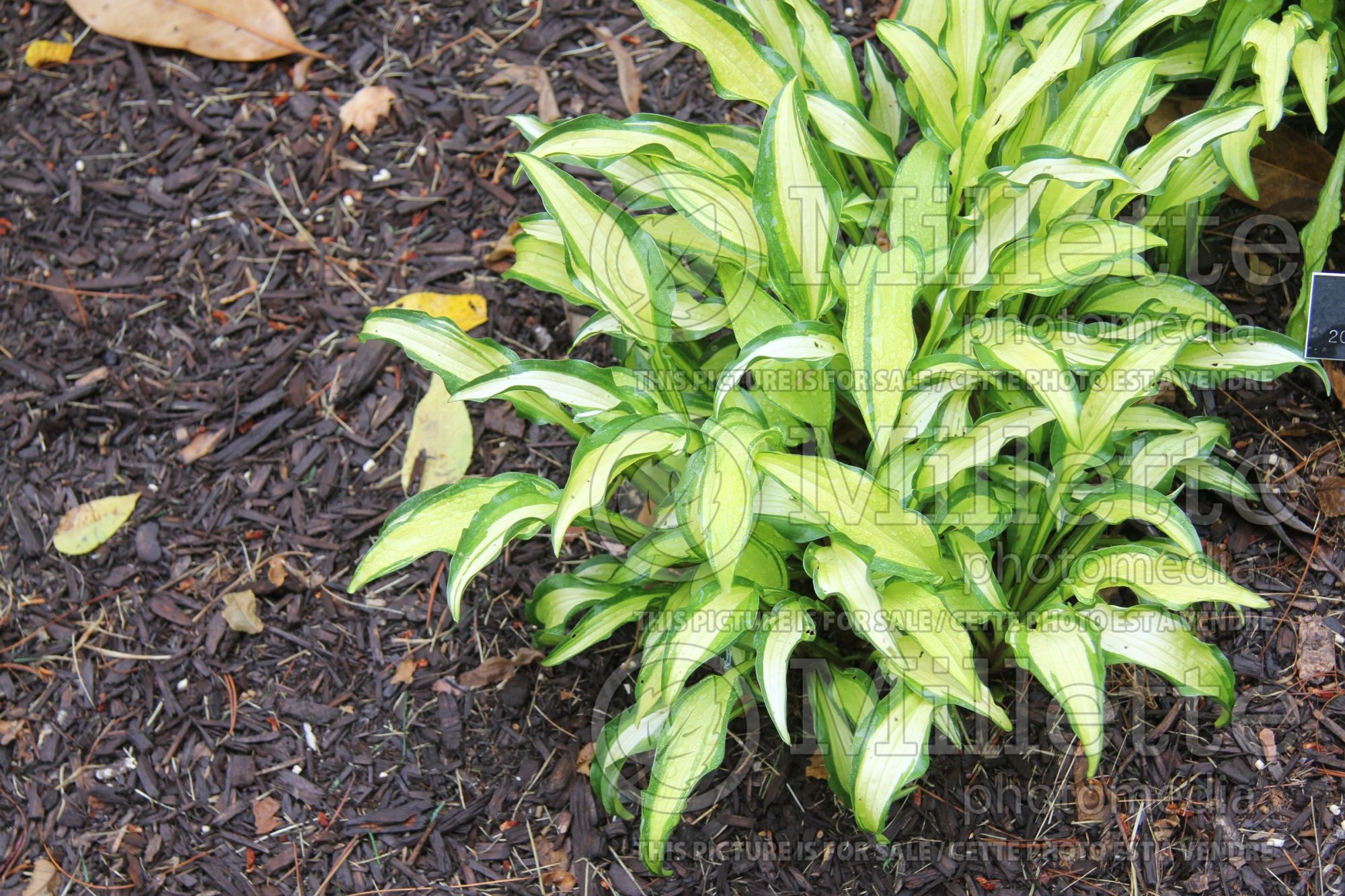 Hosta First Mate (Hosta funkia august lily) 5