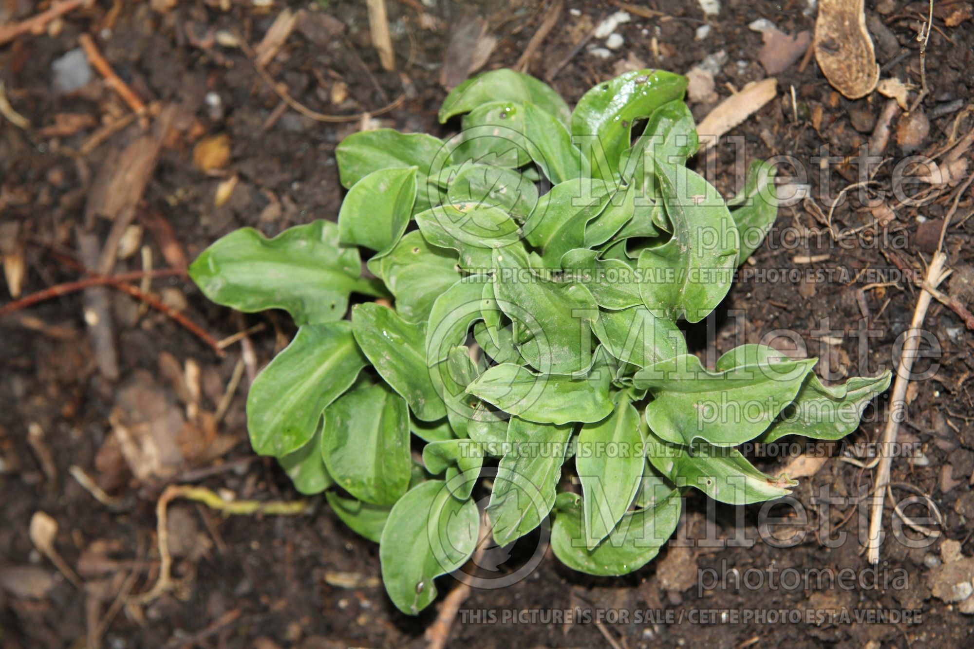 Hosta Flamenco Mouse (Hosta funkia august lily) 1