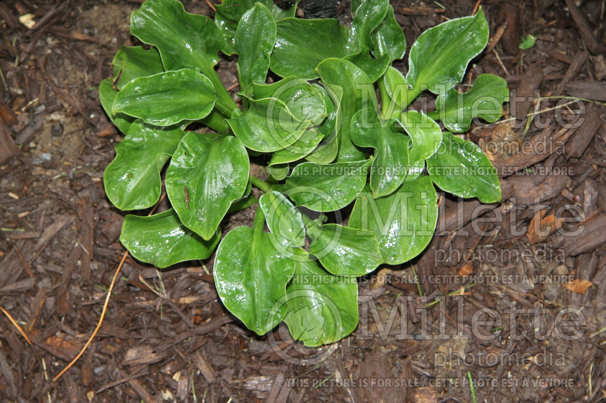 Hosta Flamenco Mouse (Hosta funkia august lily) 2