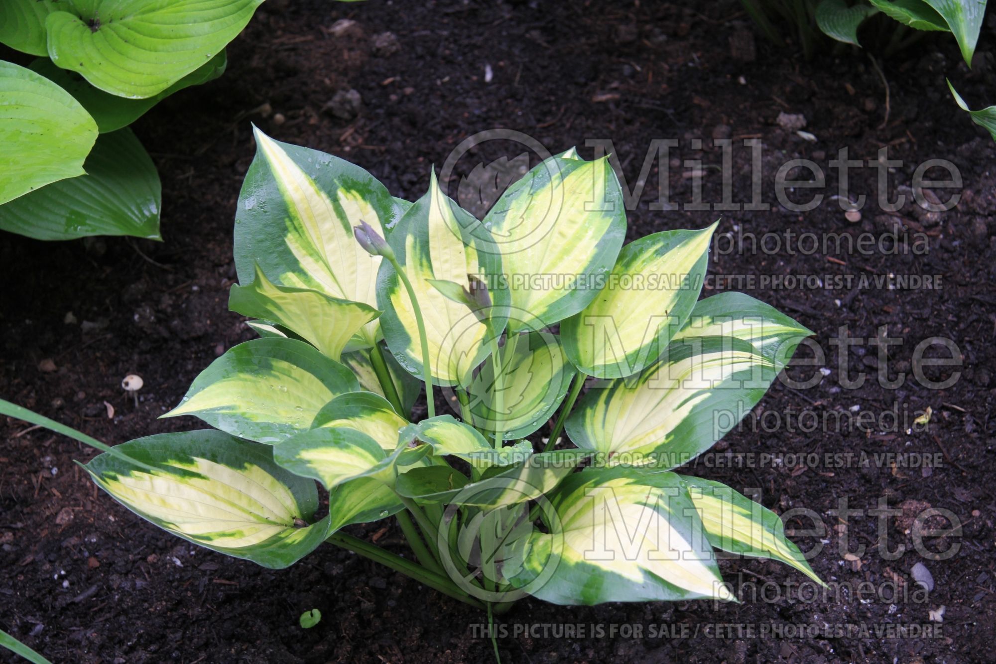 Hosta Forbidden Fruit (Hosta funkia august lily) 6