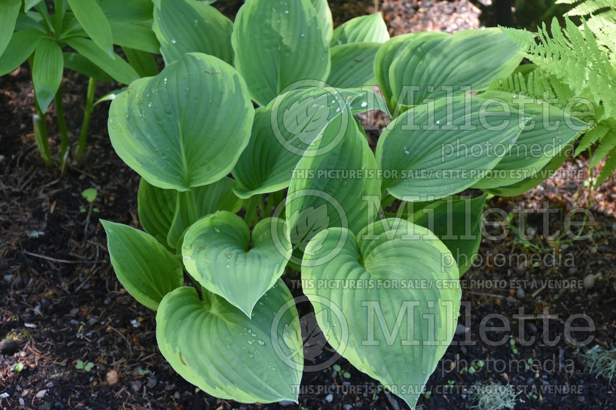 Hosta Fortunei Aureomarginata (Hosta funkia august lily) 3
