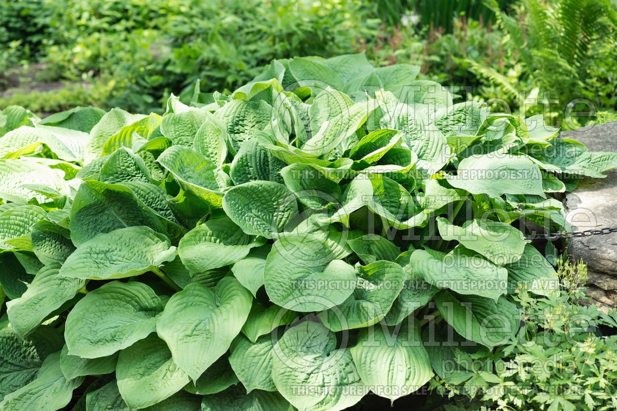 Hosta Fortunei Gigantea (Hosta funkia august lily) 1