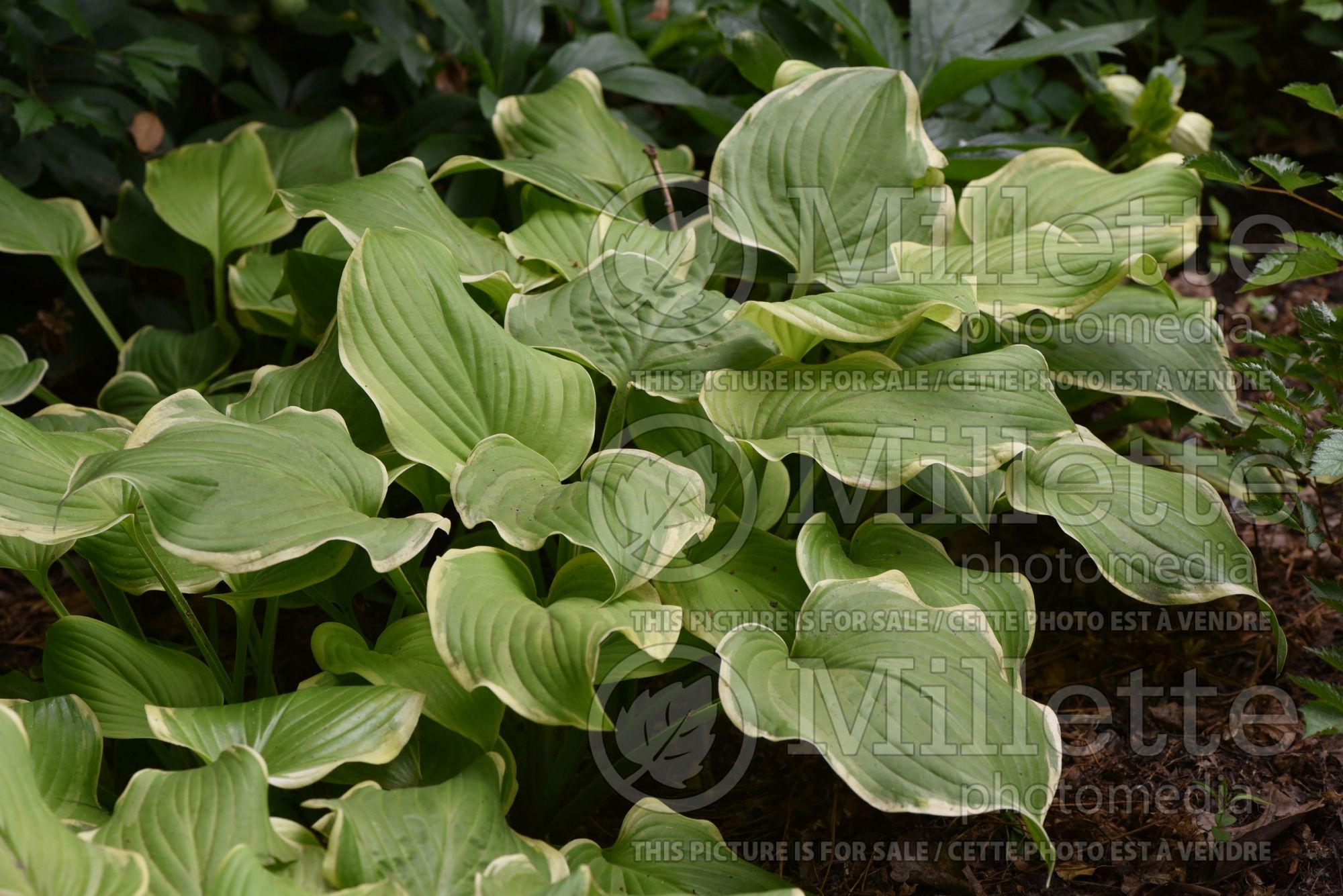 Hosta Fragrant Bouquet (Hosta funkia august lily) 5