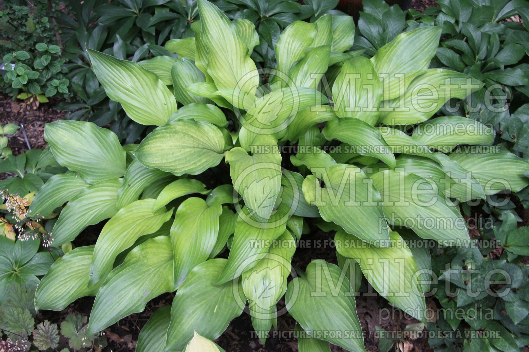 Hosta Funky Monkey (Hosta funkia august lily) 1
