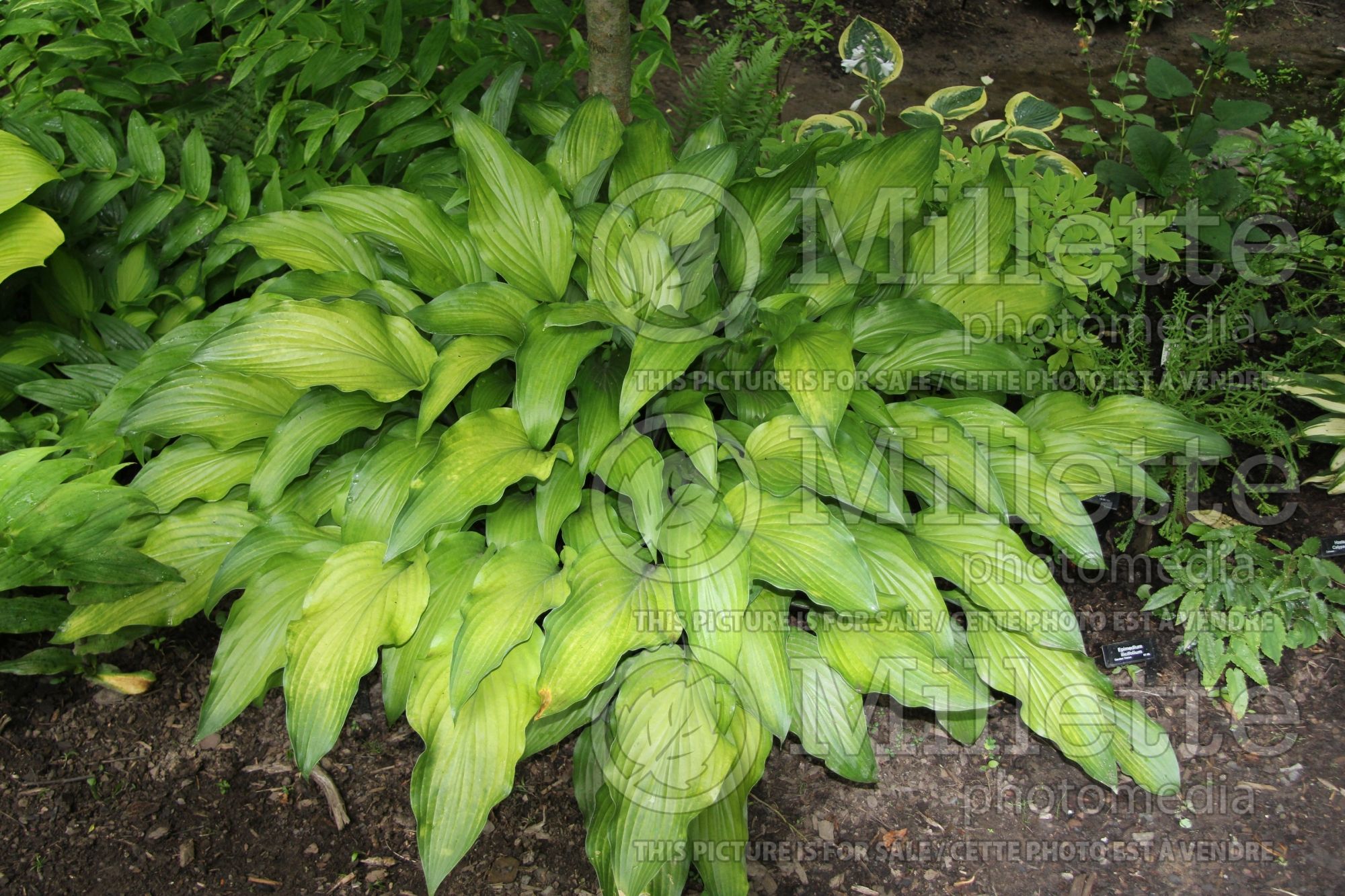 Hosta Funky Monkey (Hosta funkia august lily) 4