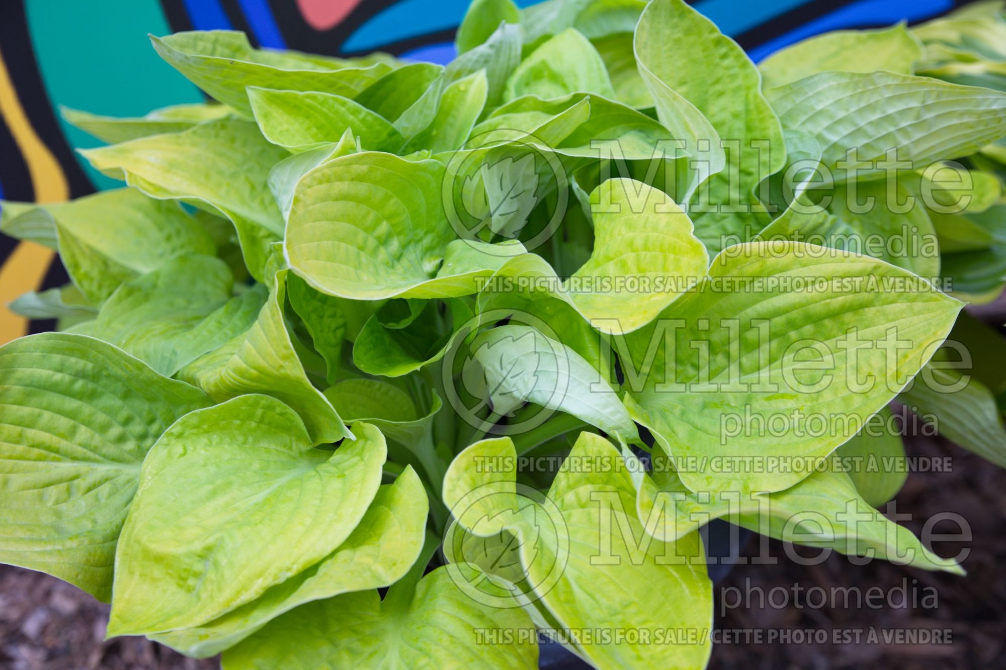 Hosta Glad Tidings (Hosta funkia august lily) 1