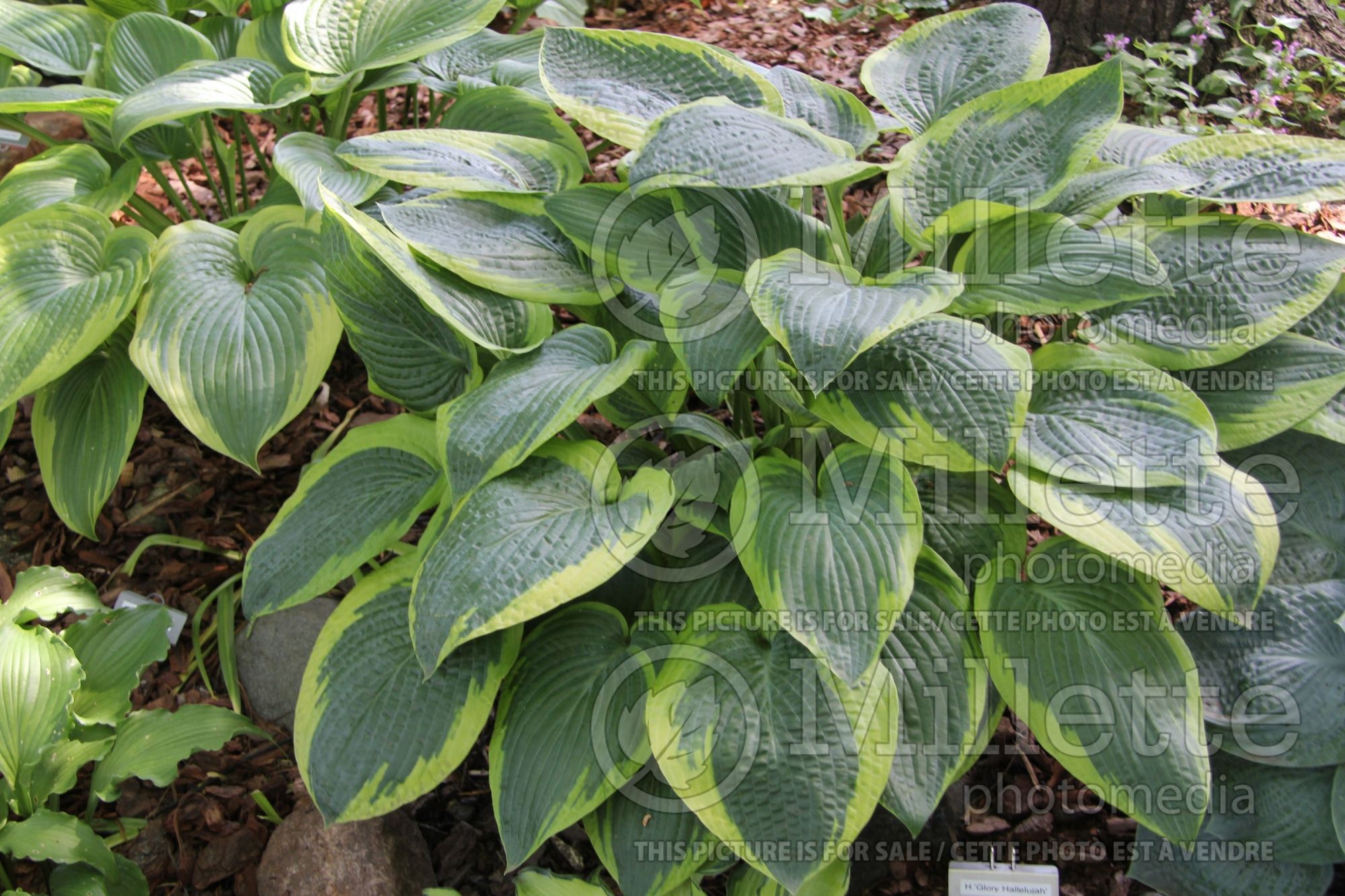 Hosta Glory Hallelujah (Hosta funkia august lily) 1