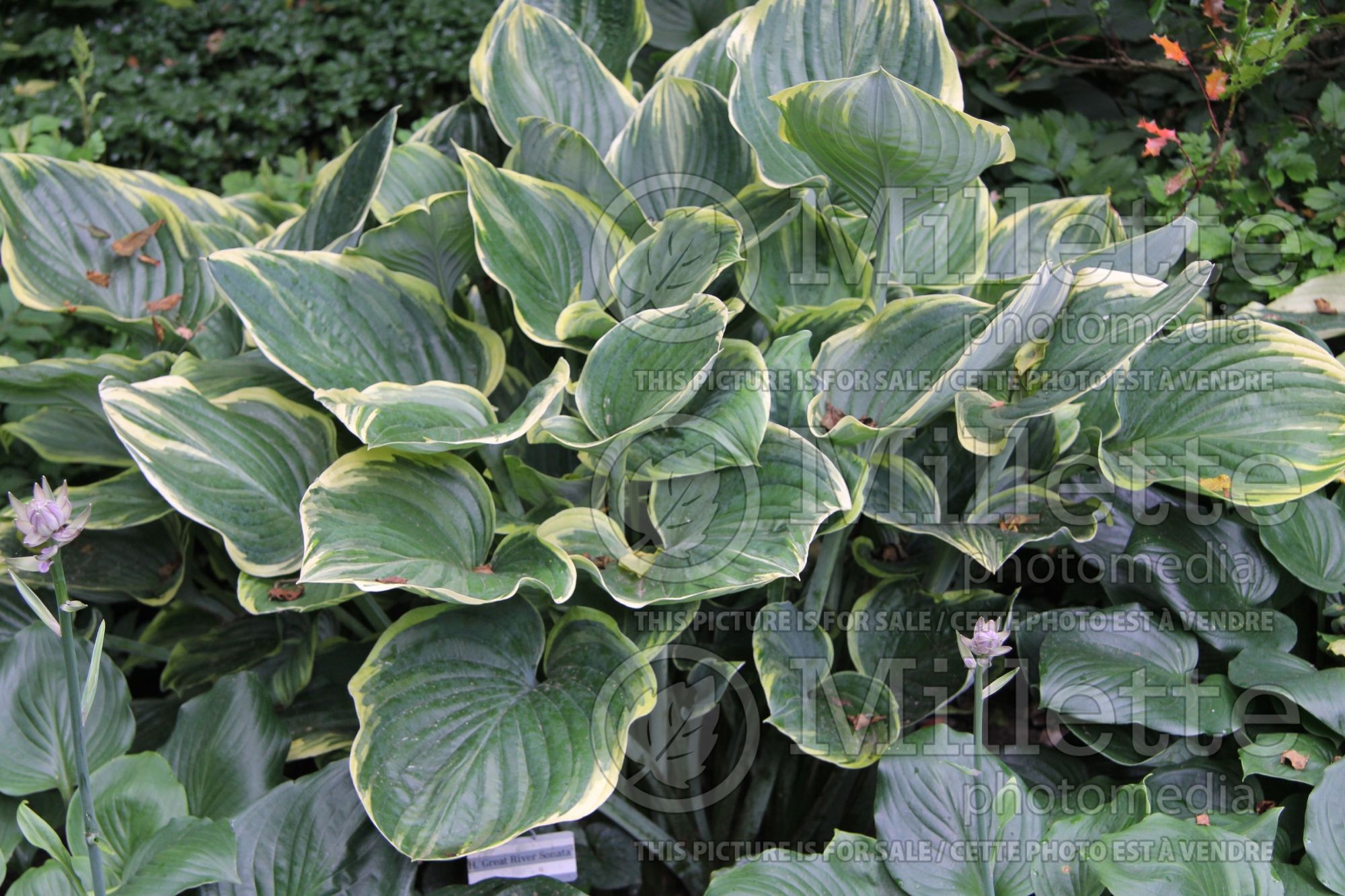 Hosta Great River Sonata (Hosta funkia august lily) 1