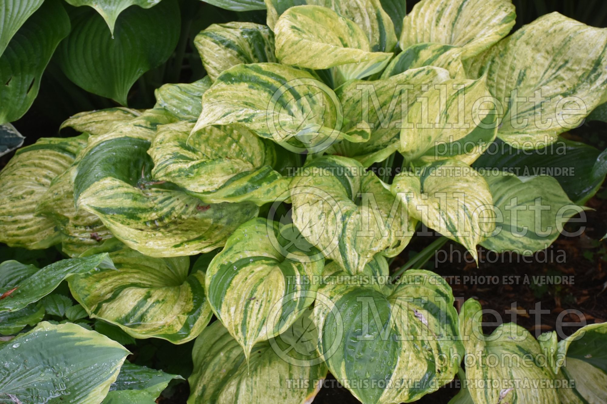 Hosta Gunther's Prize (Hosta funkia august lily) 3