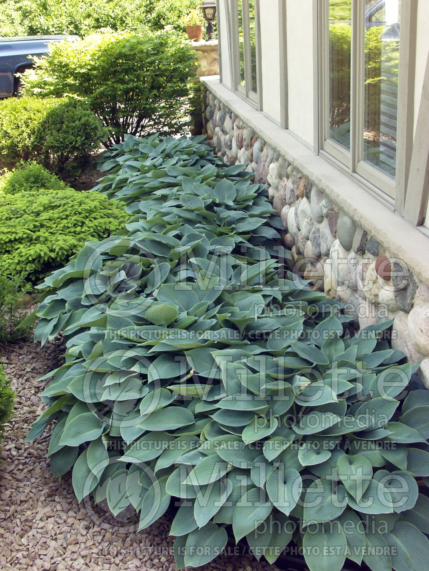 Hosta Halcyon (Hosta funkia august lily) 2