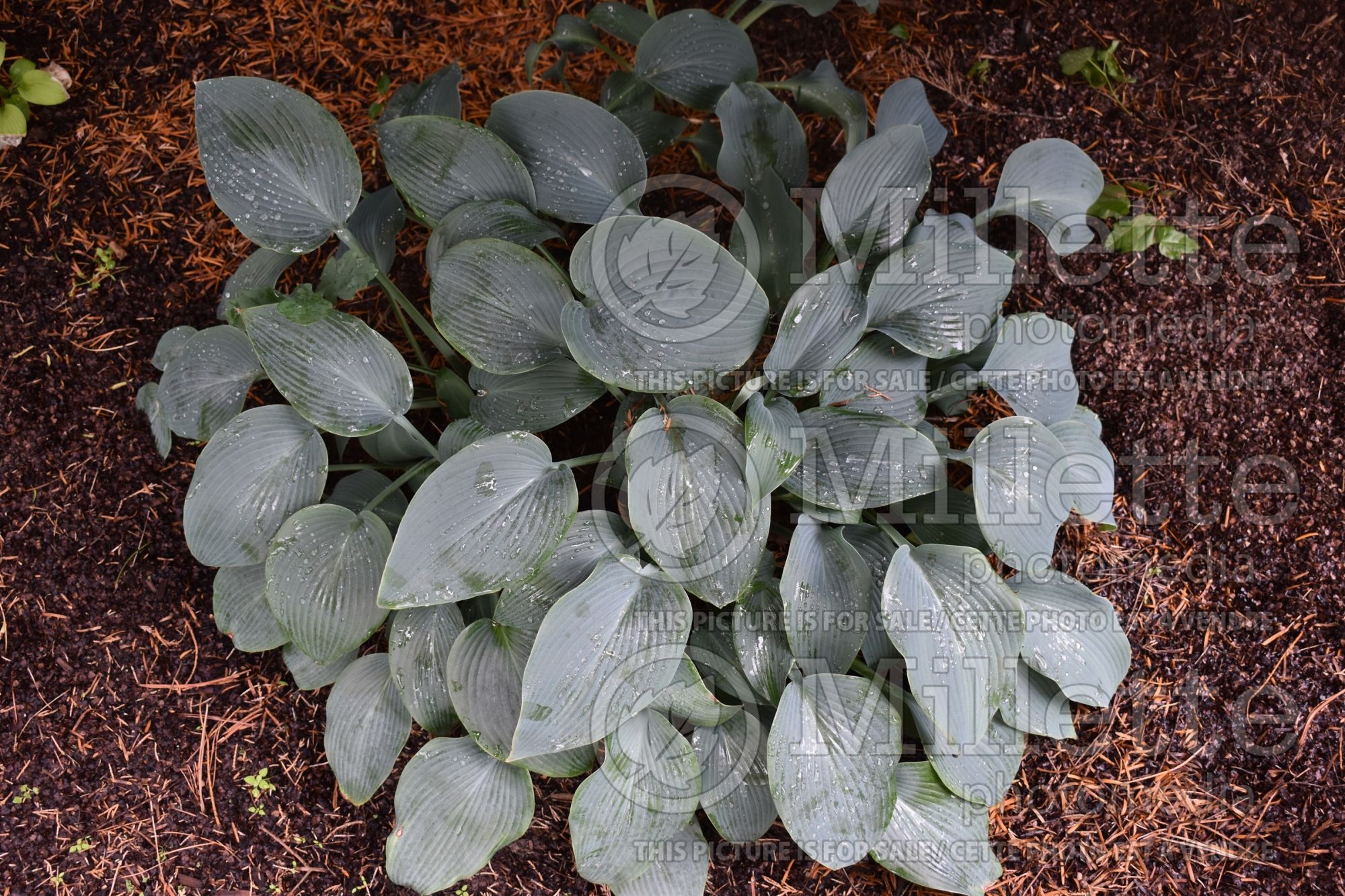 Hosta Halcyon (Hosta funkia august lily) 3
