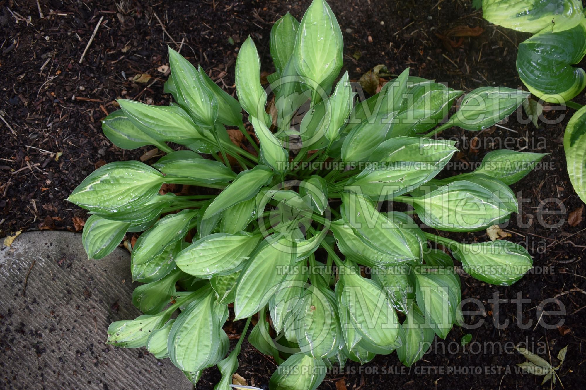 Hosta Hanky Panky (Hosta funkia august lily) 8