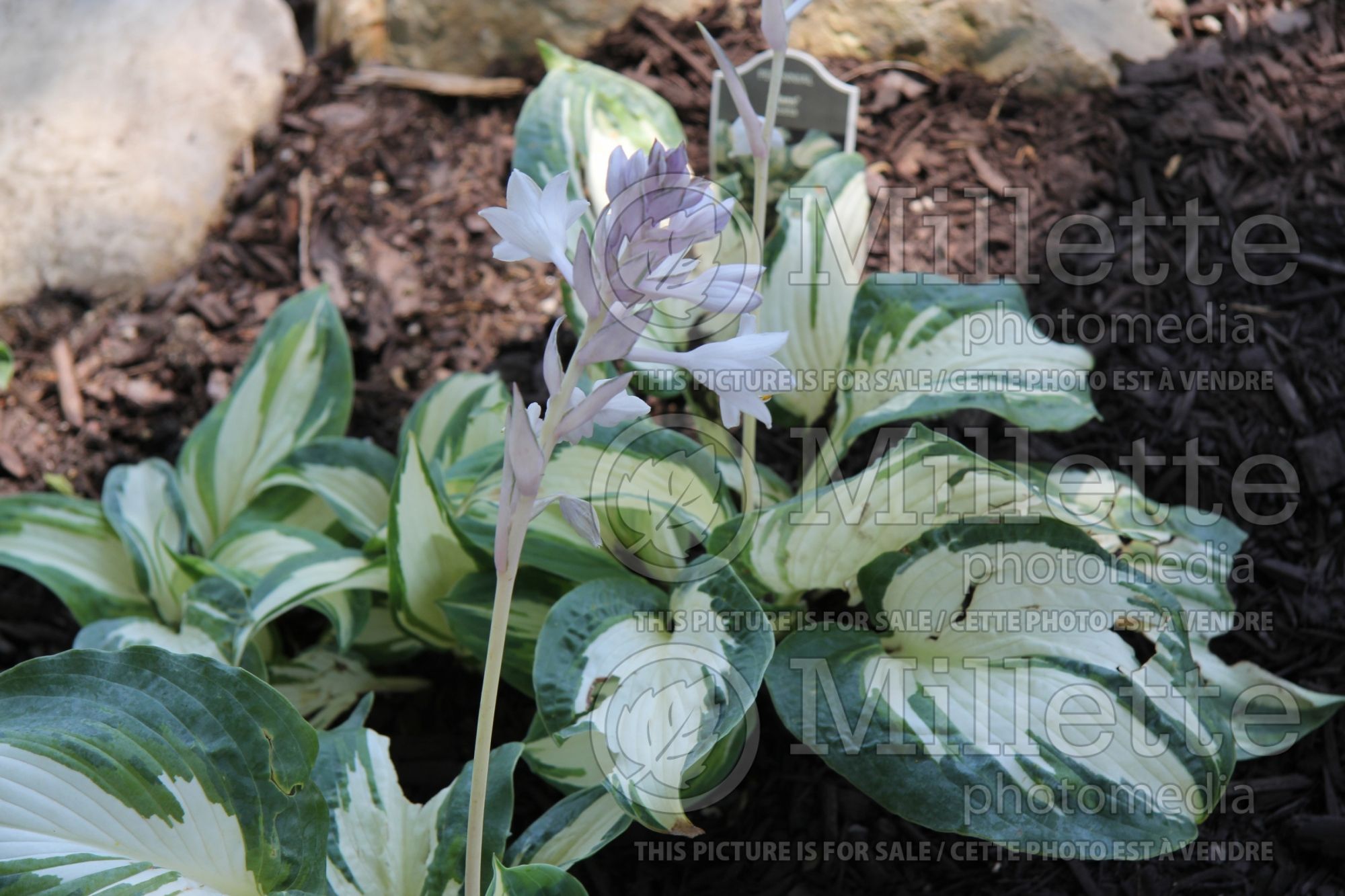 Hosta Hans (Hosta funkia august lily) 1