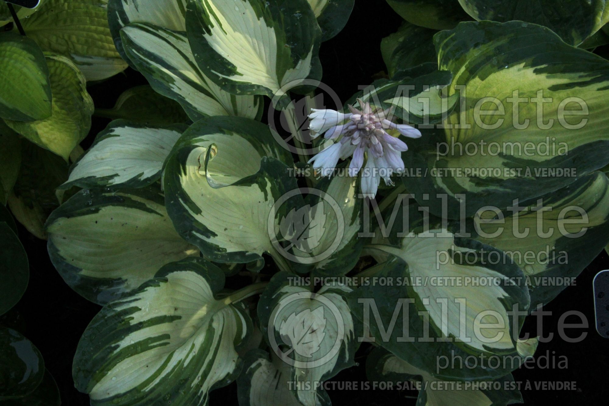 Hosta Hans (Hosta funkia august lily) 2