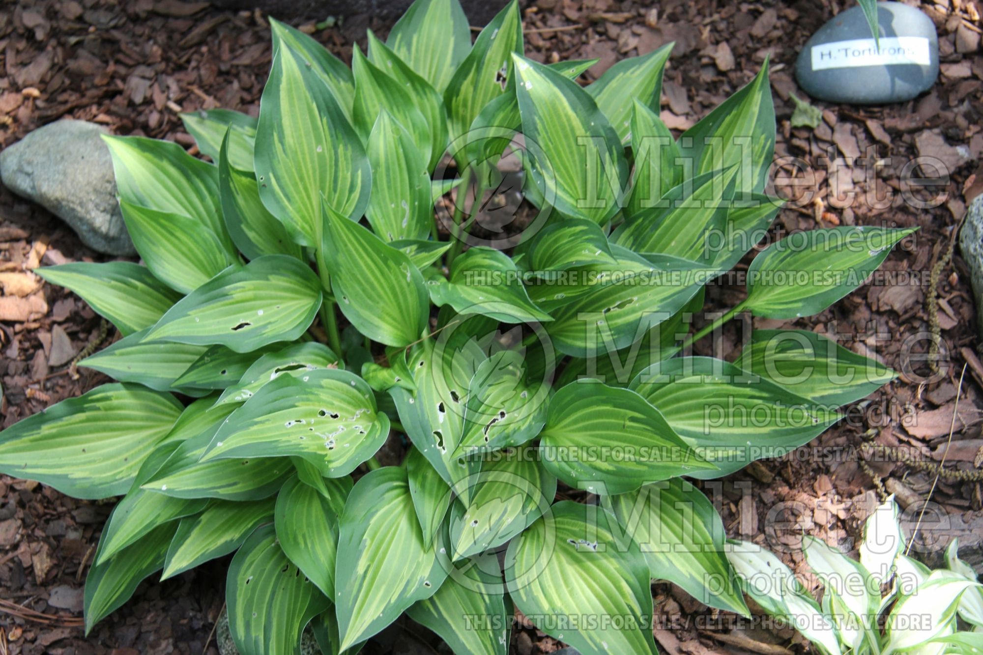 Hosta Hidden Cove (Hosta funkia) 2