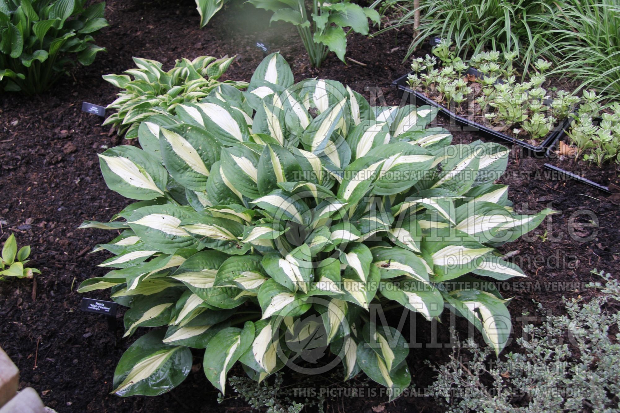 Hosta High Fashion (Hosta funkia august lily) 2
