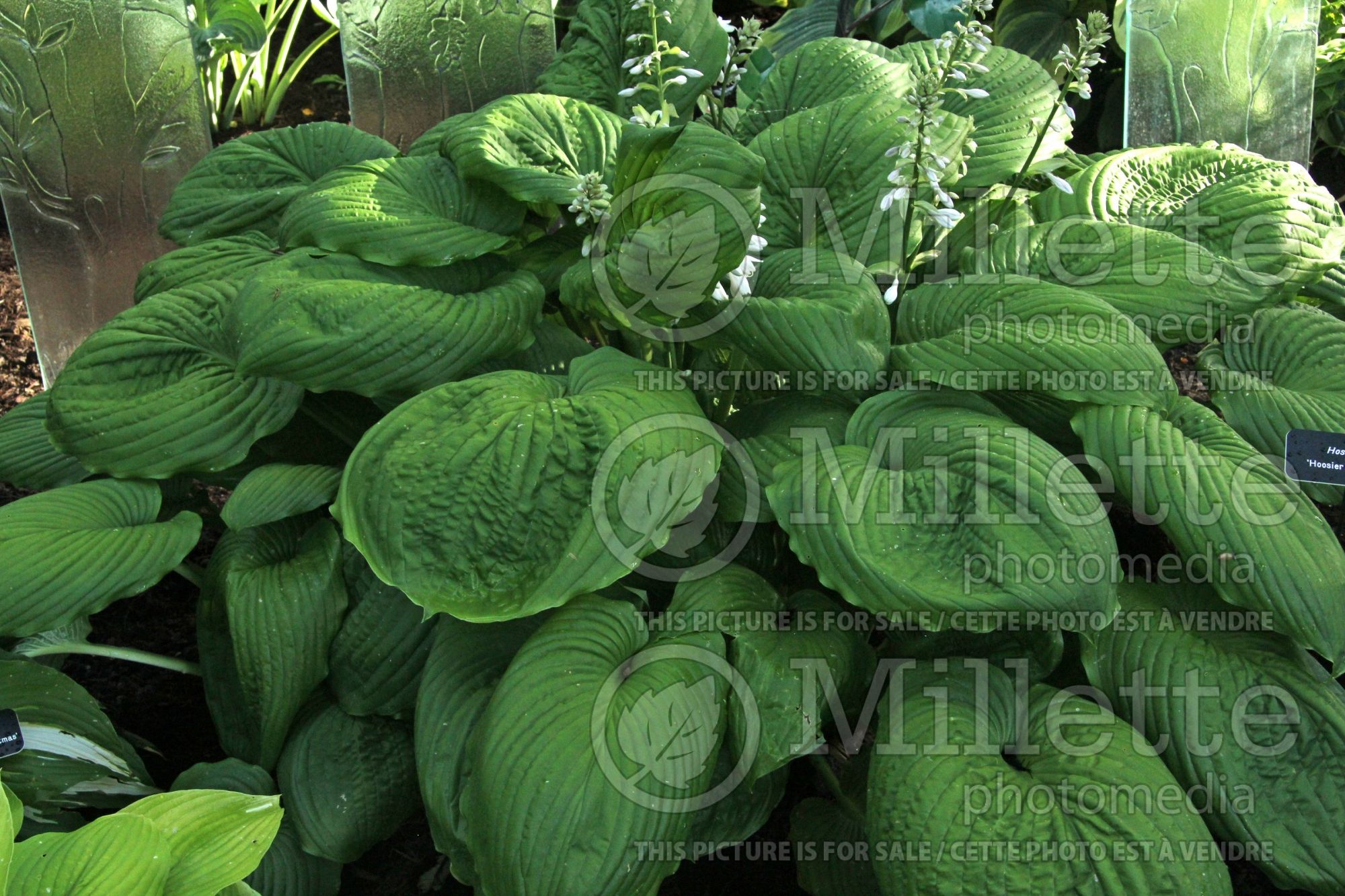 Hosta Hoosier Dome (Hosta funkia august lily) 2