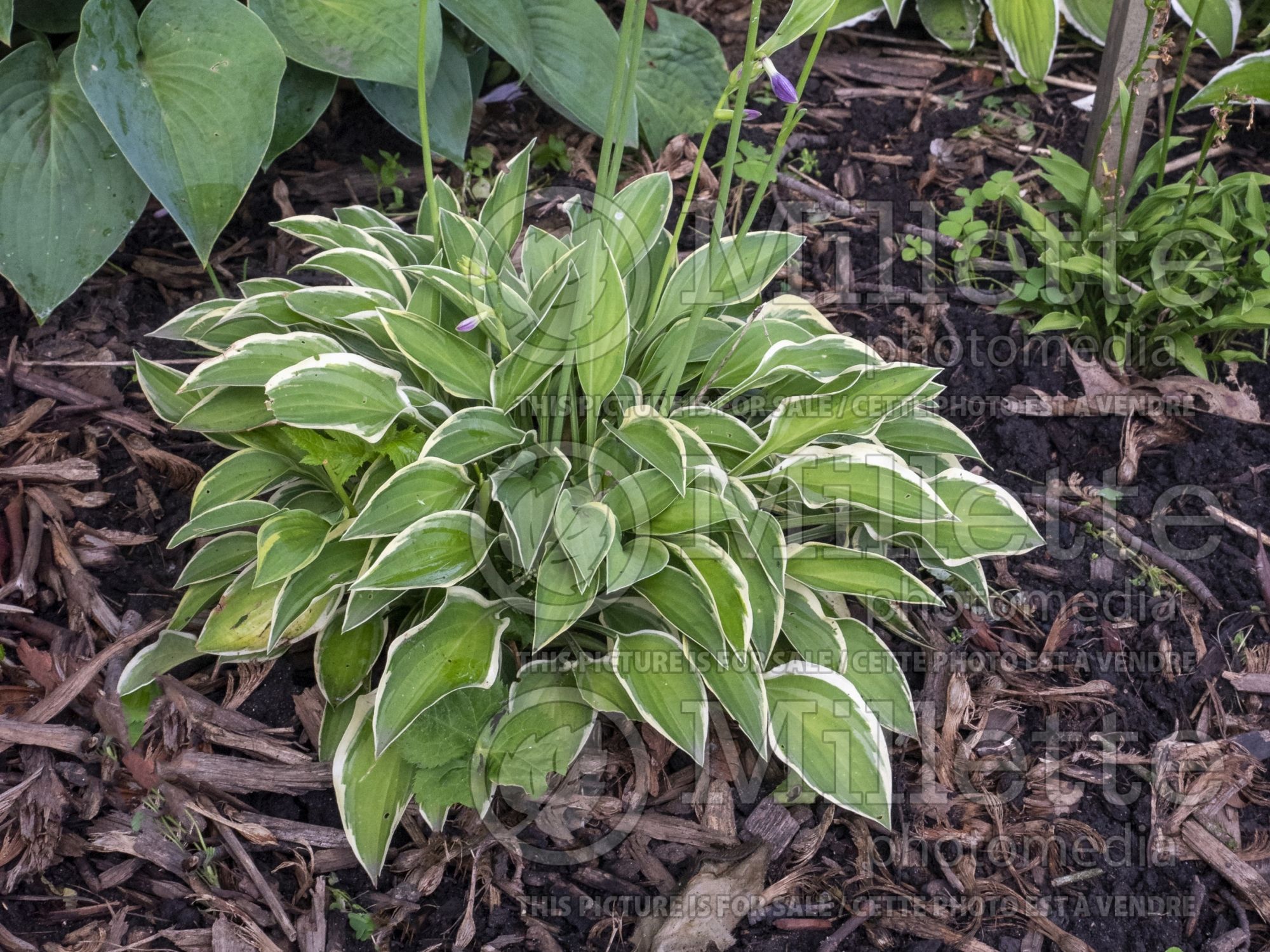 Hosta Hush Puppie (Hosta funkia august lily) 2