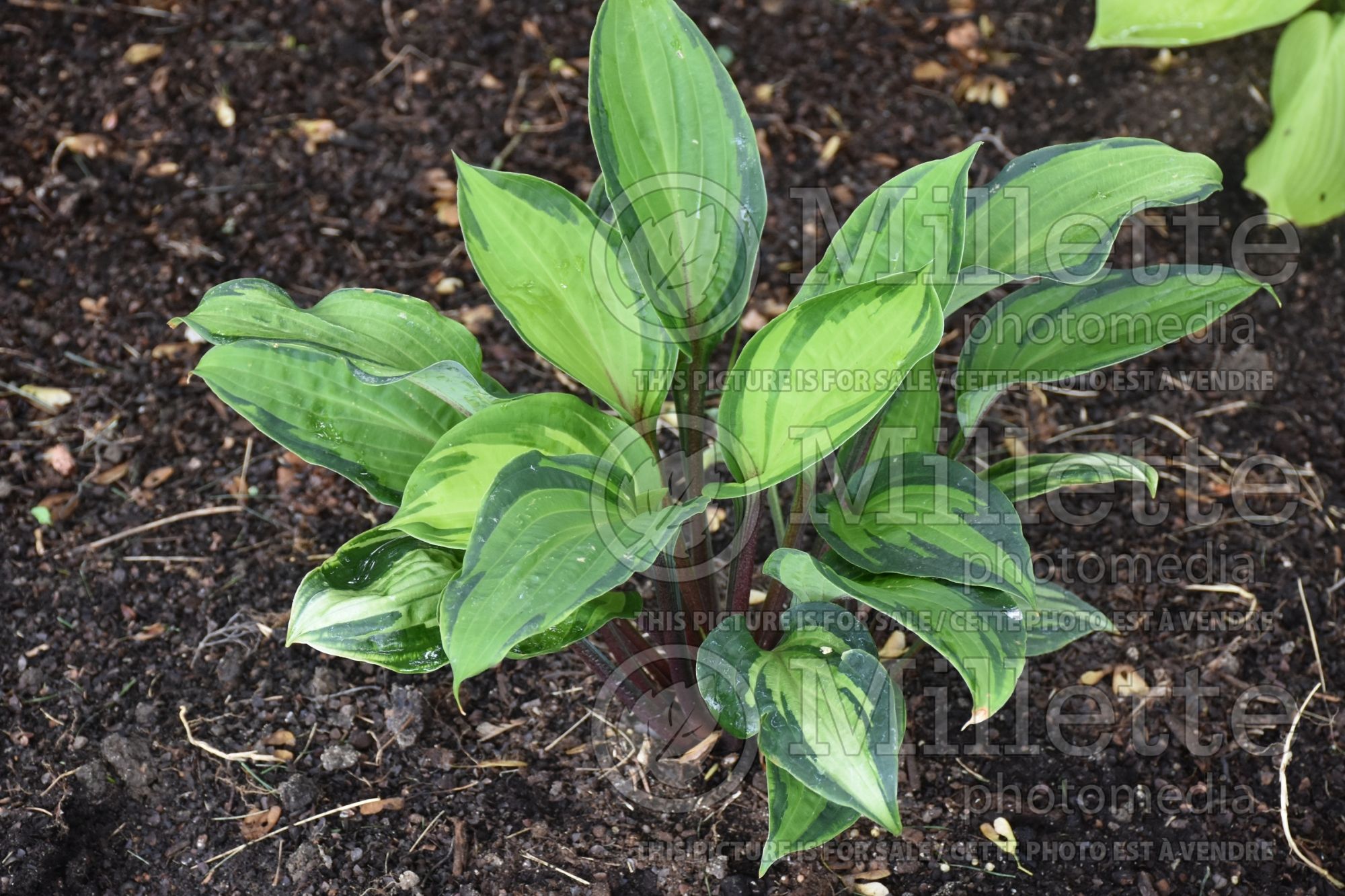Hosta Island Breeze (Hosta funkia august lily) 4