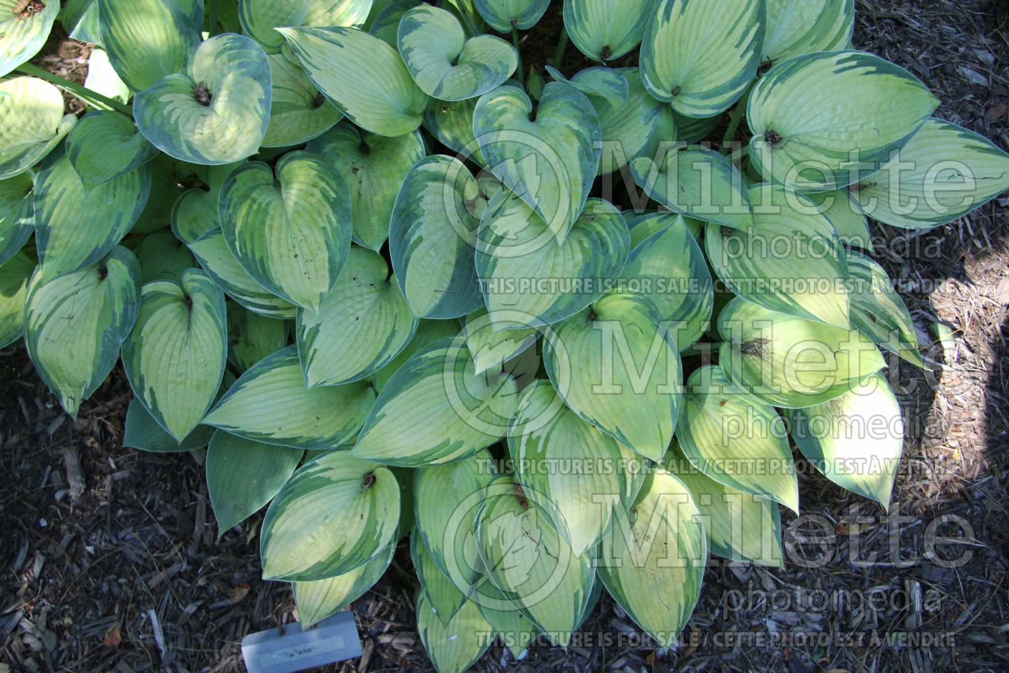 Hosta June (Hosta funkia august lily) 7