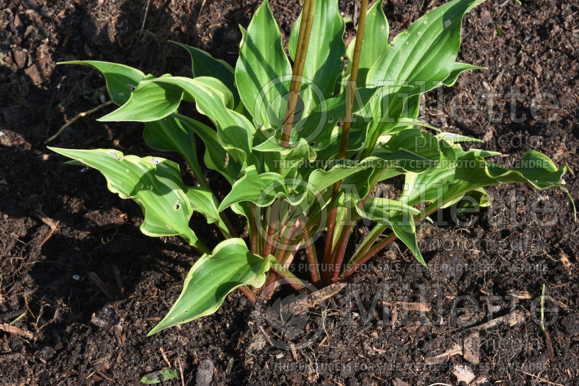 Hosta Kanzi (Hosta funkia august lily) 1