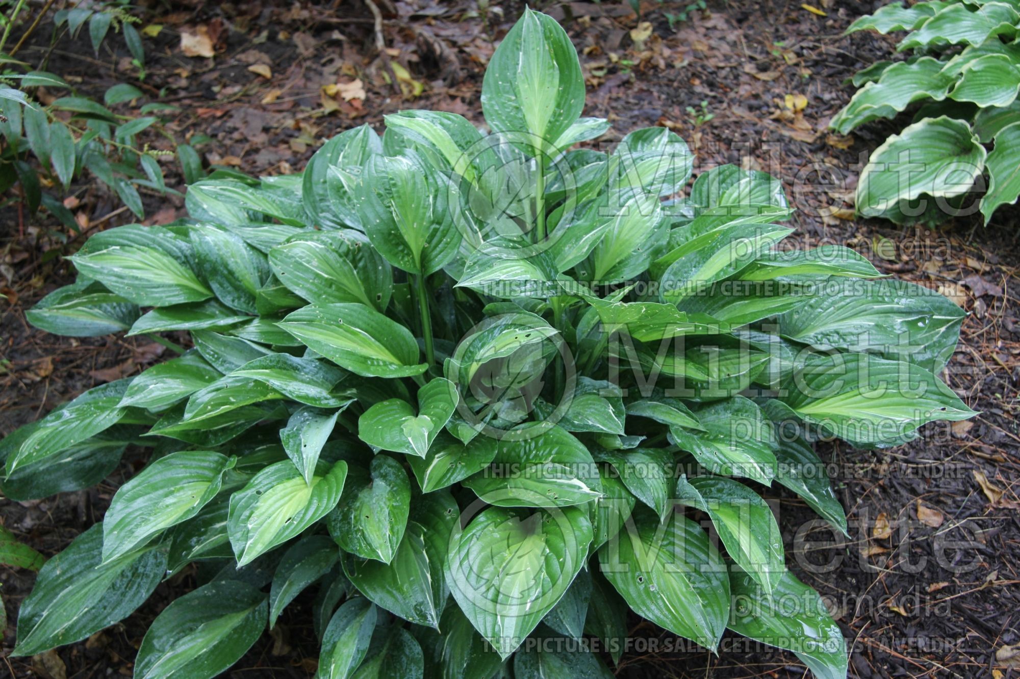 Hosta Kiwi Full Monty (Hosta funkia august lily) 4