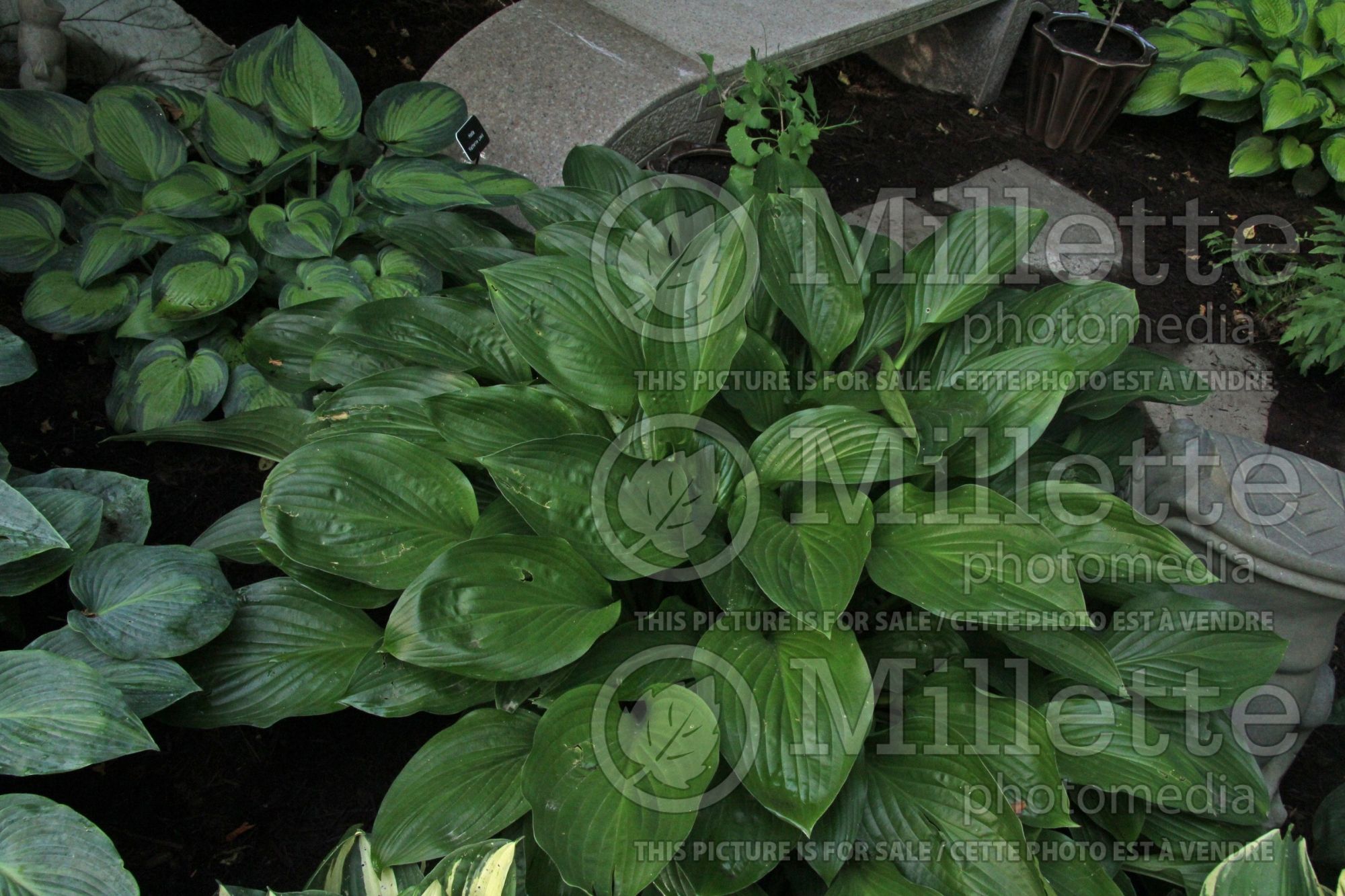 Hosta Kiwi Leap Frog (Hosta funkia august lily) 1
