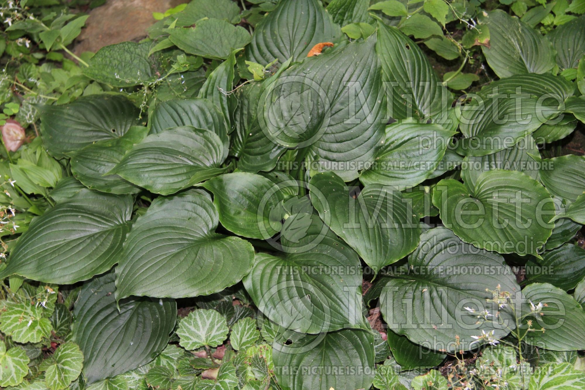 Hosta Lakeside Black Satin (Hosta funkia august lily) 2