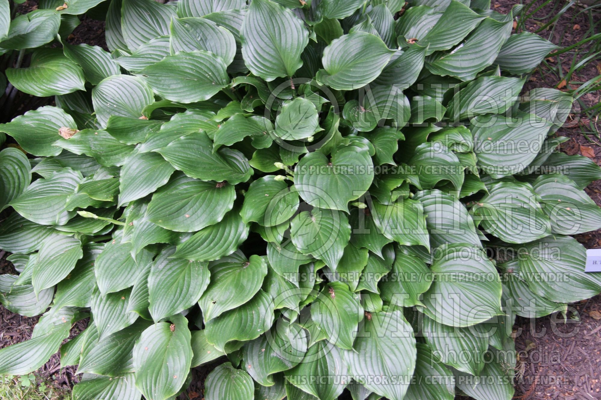 Hosta Lakeside Coal Miner (Hosta funkia august lily) 2