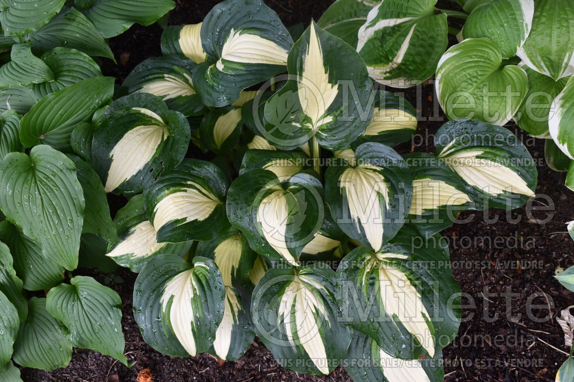 Hosta Lakeside Meter Maid (Hosta funkia august lily) 1