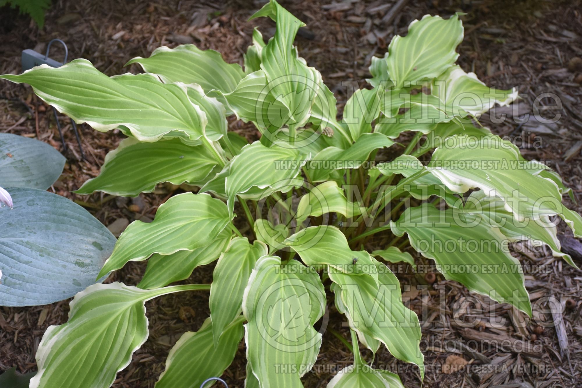 Hosta Lakeside Party Dress (Hosta funkia august lily) 3