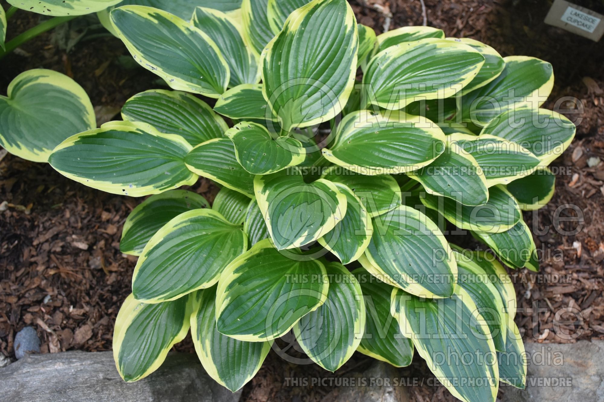 Hosta Lakeside Slick Chick (Hosta funkia august lily) 1