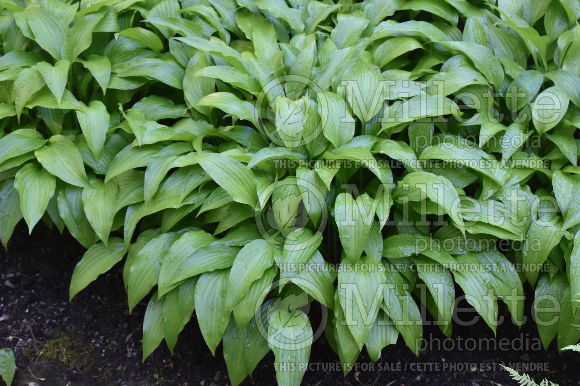 Hosta lancifolia (Hosta funkia august lily) 2