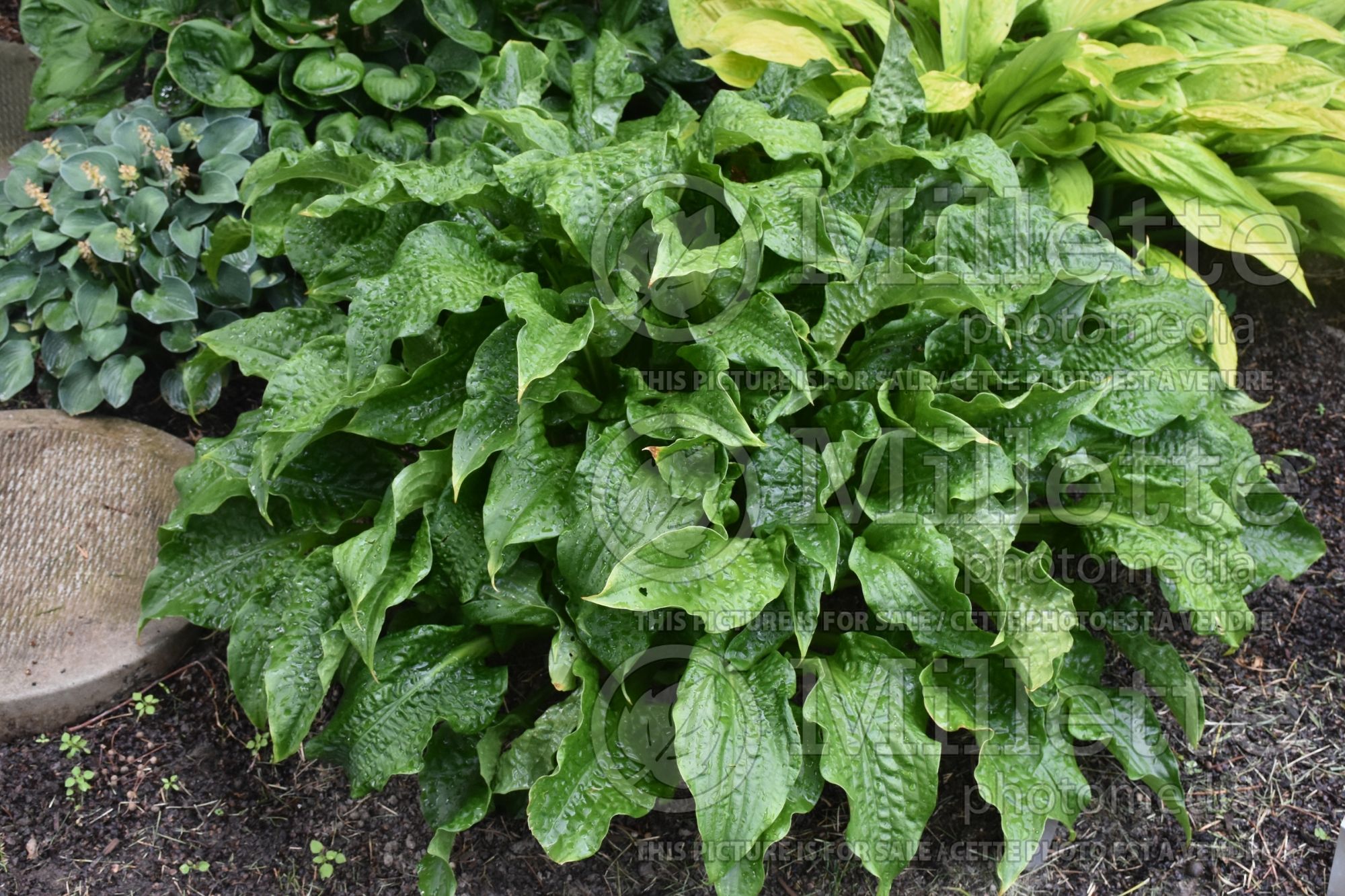 Hosta Leapin’ Lizard (Hosta funkia august lily) 1