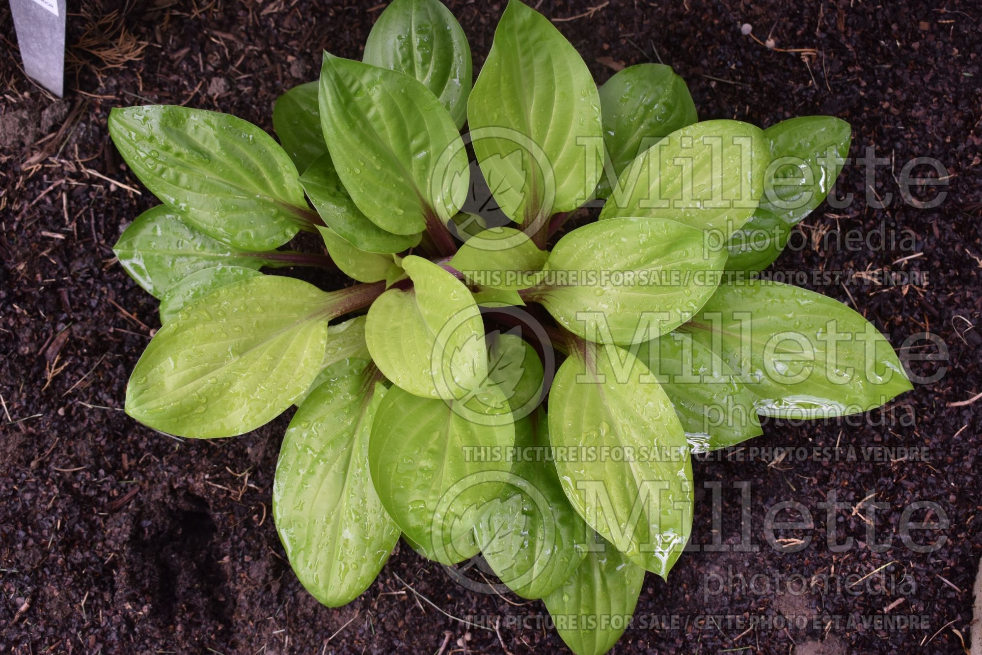 Hosta Lemon Snap (Hosta funkia august lily) 1