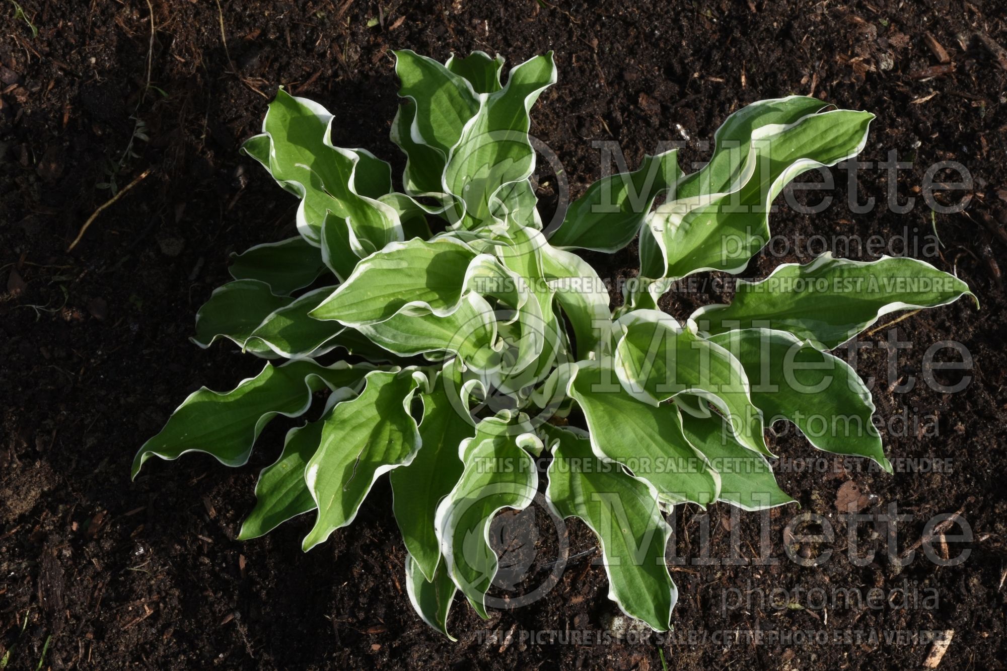 Hosta Let’s Twist Again (Hosta funkia august lily) 1