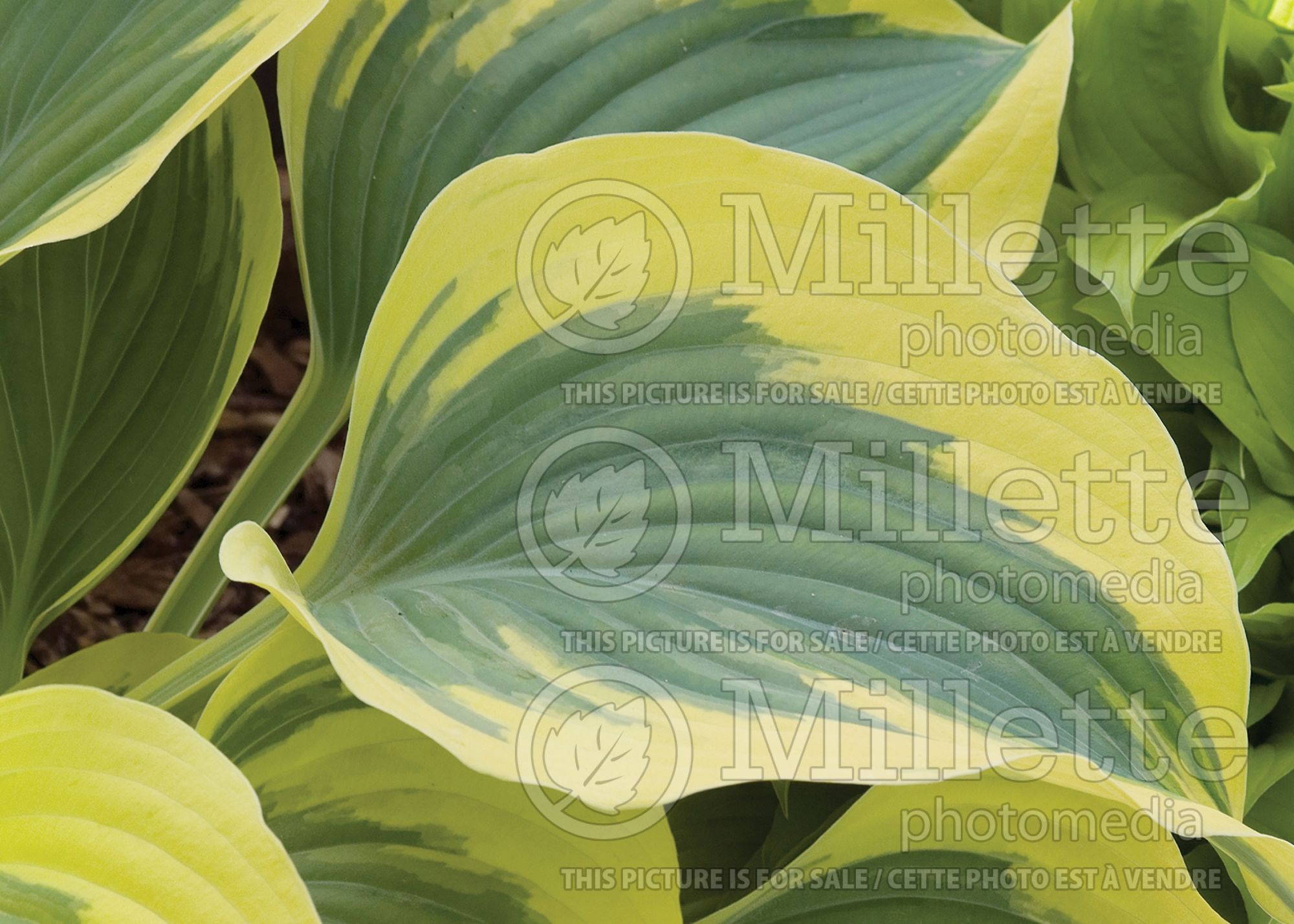 Hosta Liberty (Hosta funkia august lily) 10