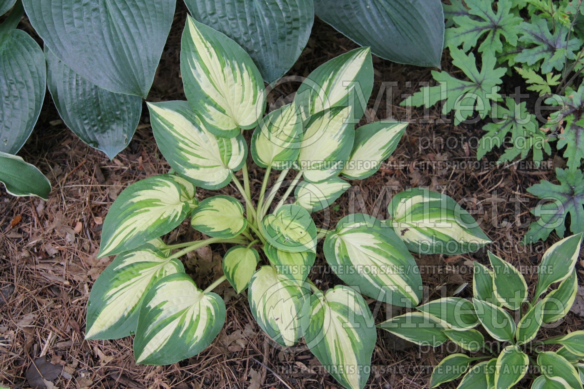 Hosta Light of Day (Hosta funkia august lily) 1
