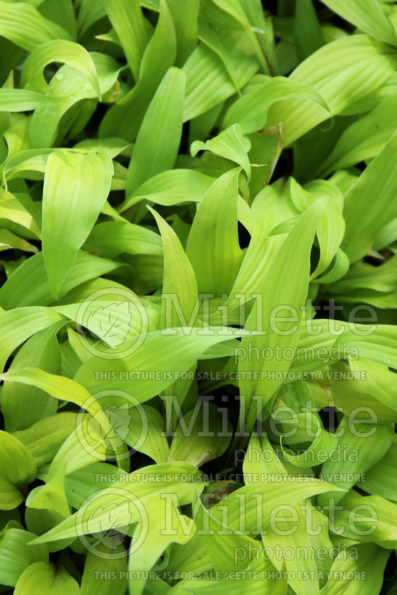 Hosta Lipstick Blonde (Hosta funkia august lily) 1