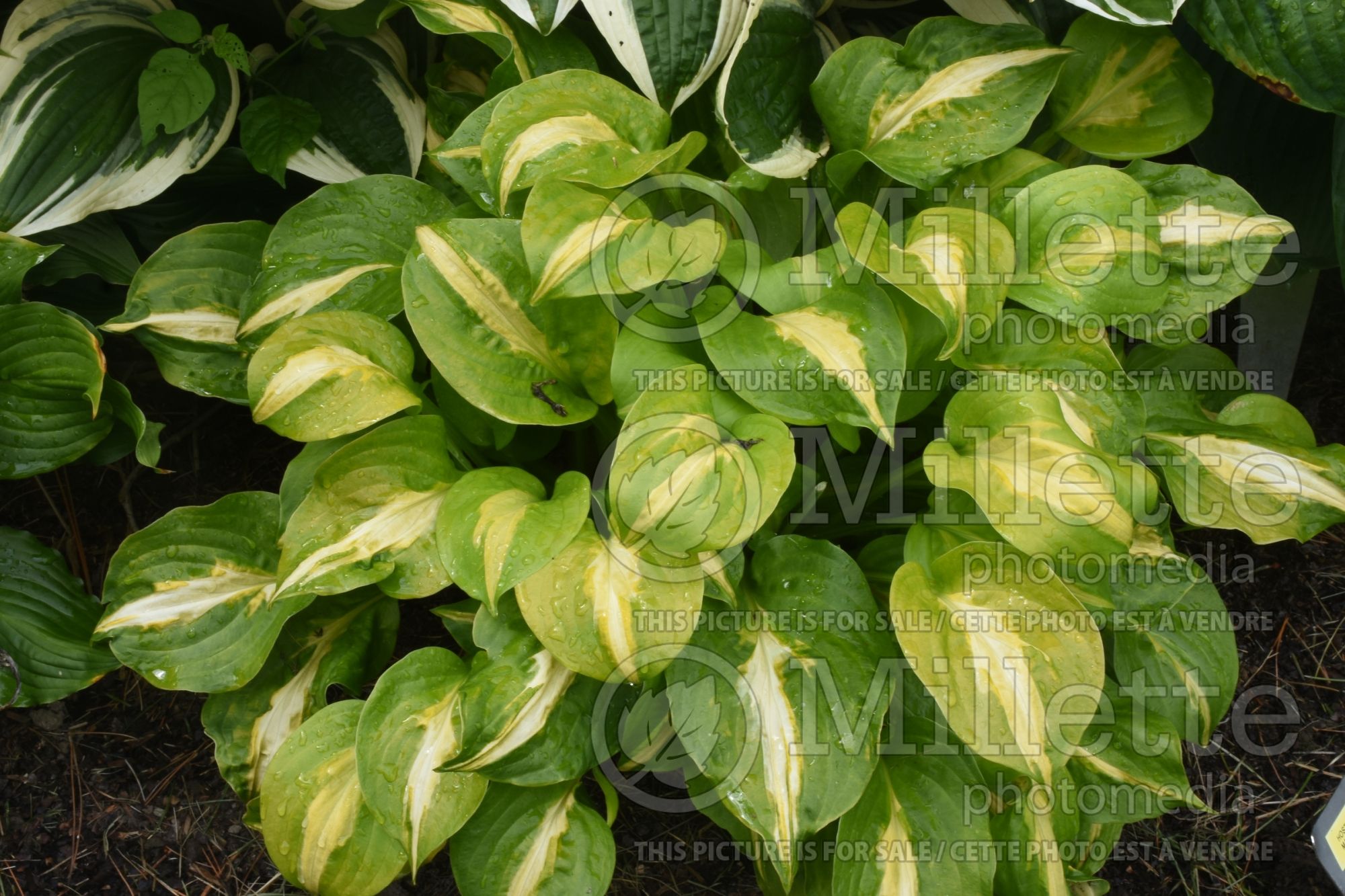 Hosta Mango Tango (Hosta funkia august lily) 5