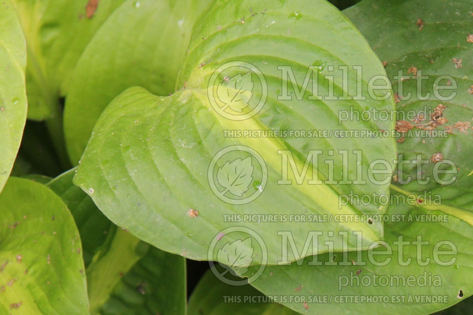 Hosta Mango Tango (Hosta funkia august lily) 3