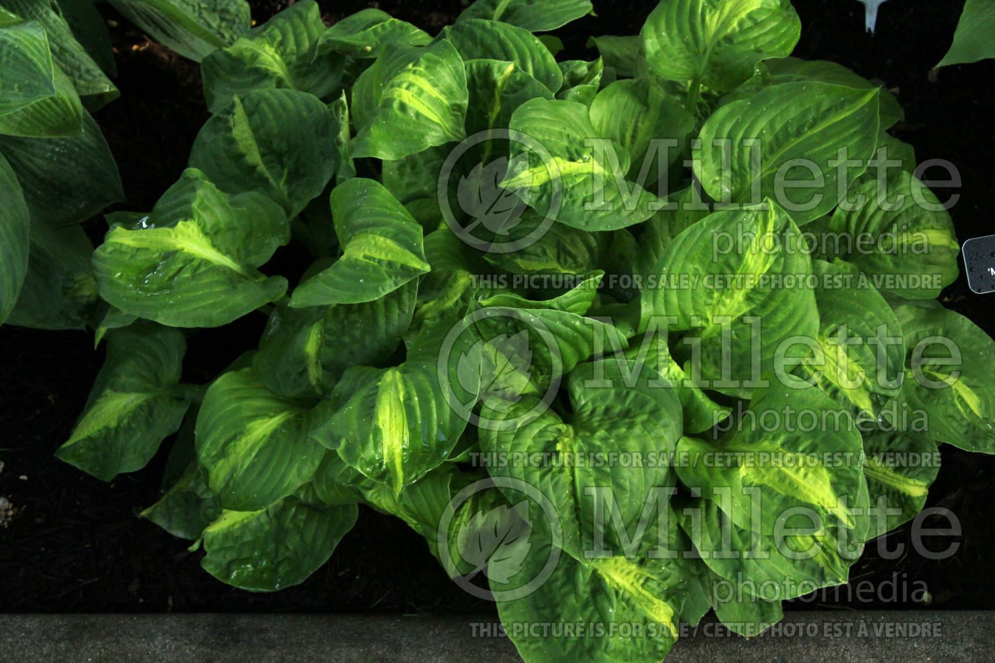 Hosta Mango Tango (Hosta funkia august lily) 1