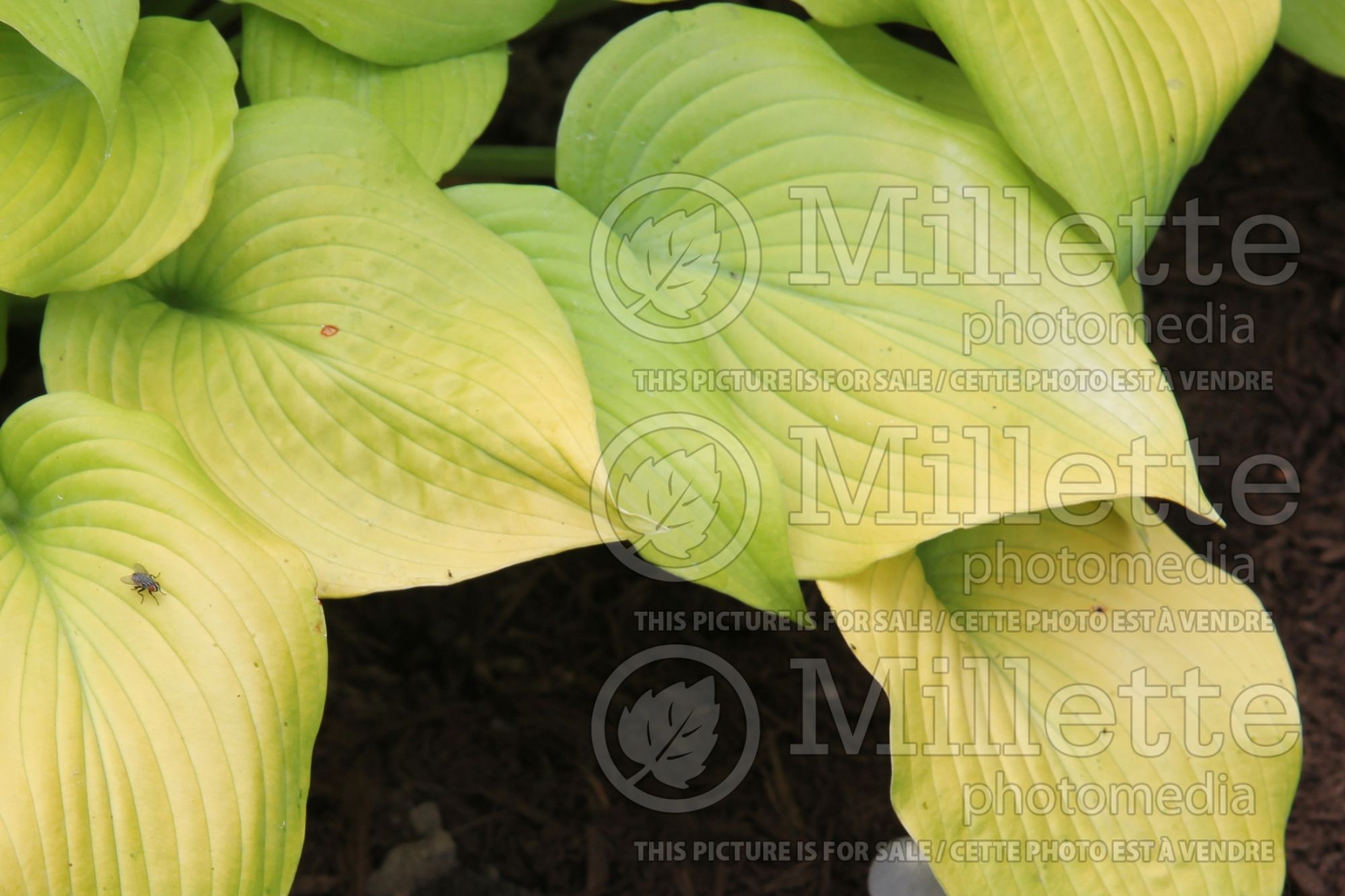 Hosta Marilyn (Hosta funkia august lily) 1