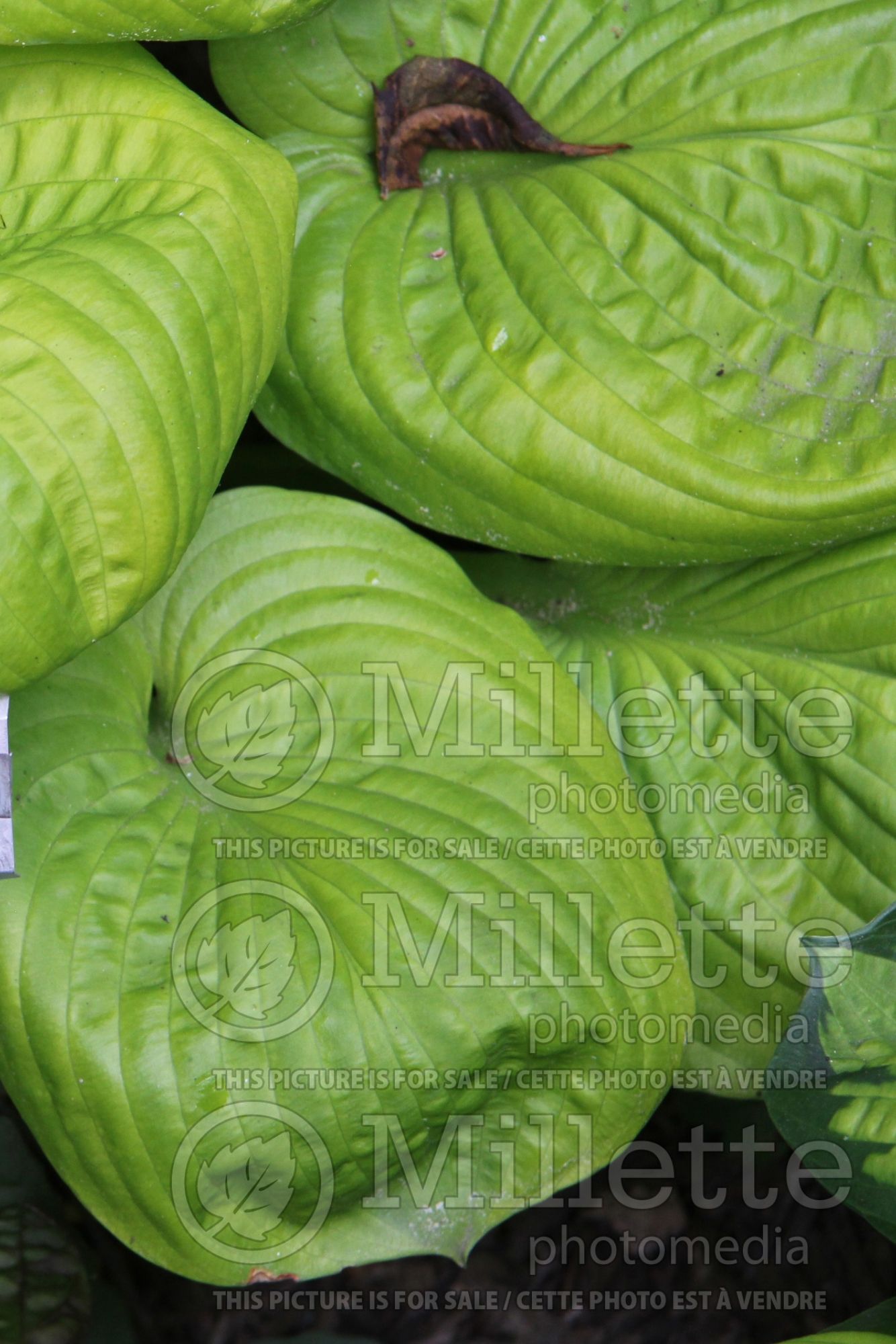 Hosta Maui Buttercups (Hosta funkia august lily) 5
