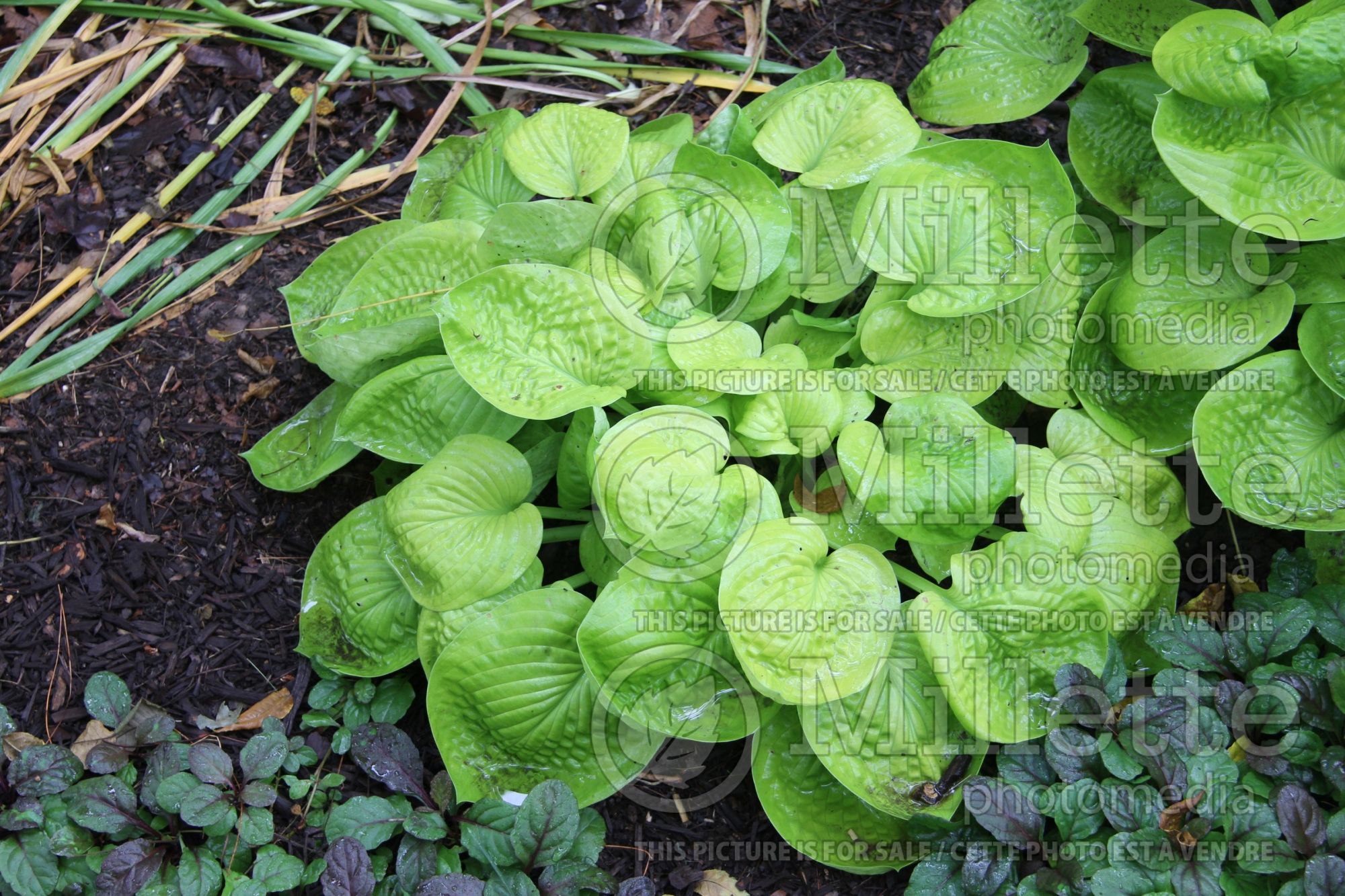 Hosta Maui Buttercups (Hosta funkia august lily) 7